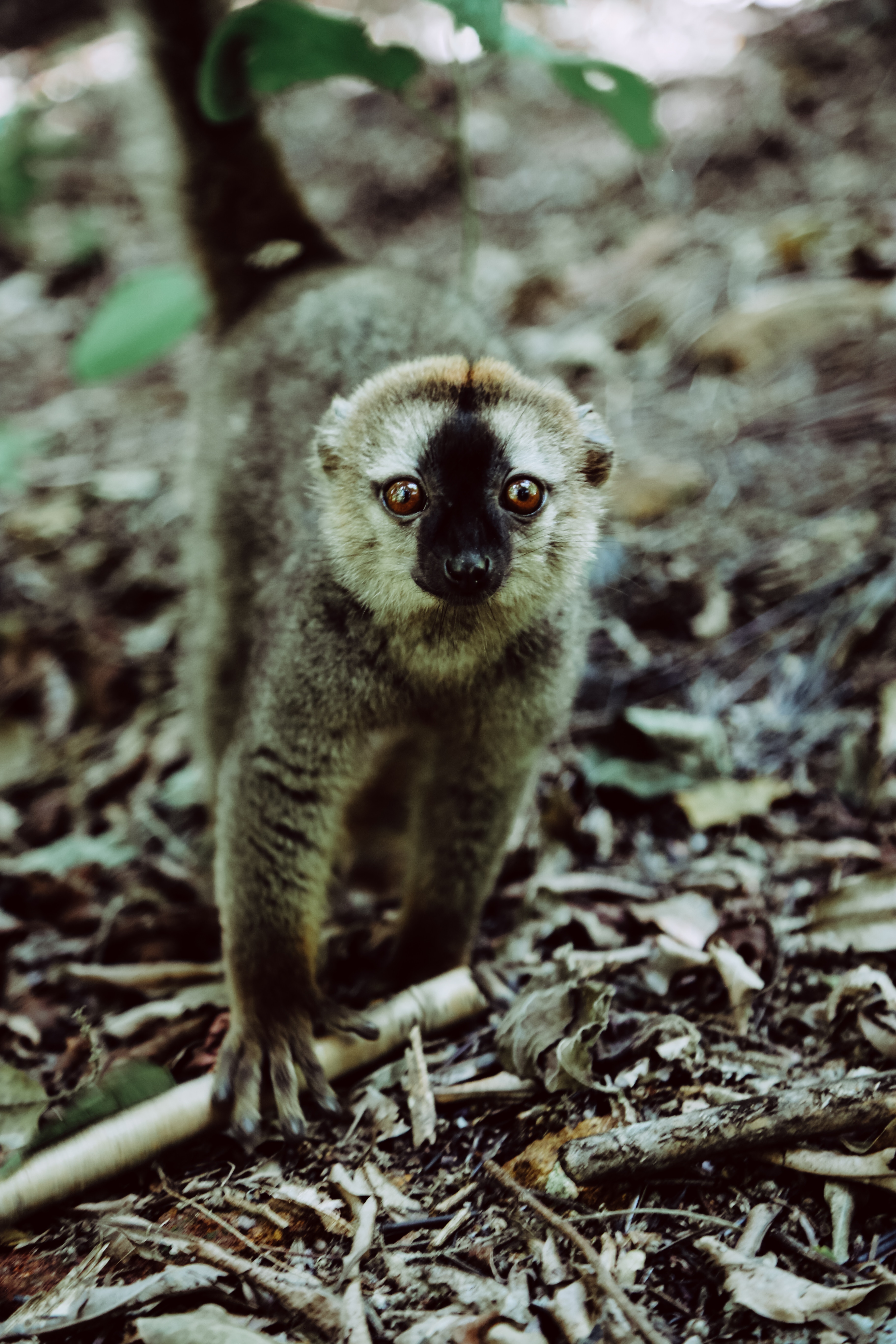Download mobile wallpaper Primate, Sight, Opinion, Lemur, Animals, Animal, Wildlife for free.