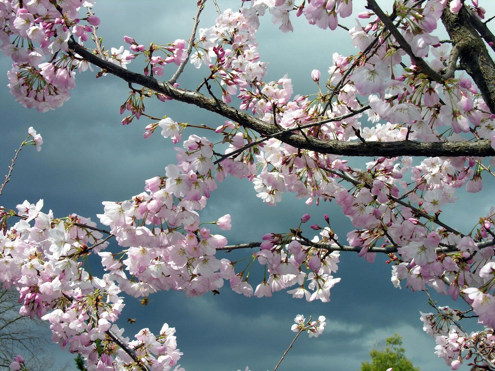 136910 télécharger l'image fleurs, sky, bois, arbre, branches, floraison, plutôt nuageux, couvert, printemps, source - fonds d'écran et économiseurs d'écran gratuits