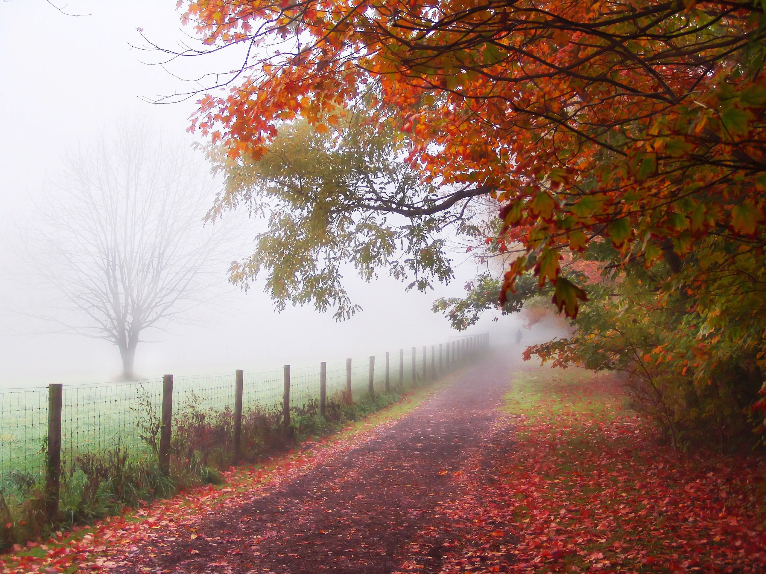 roads, landscape, trees, autumn