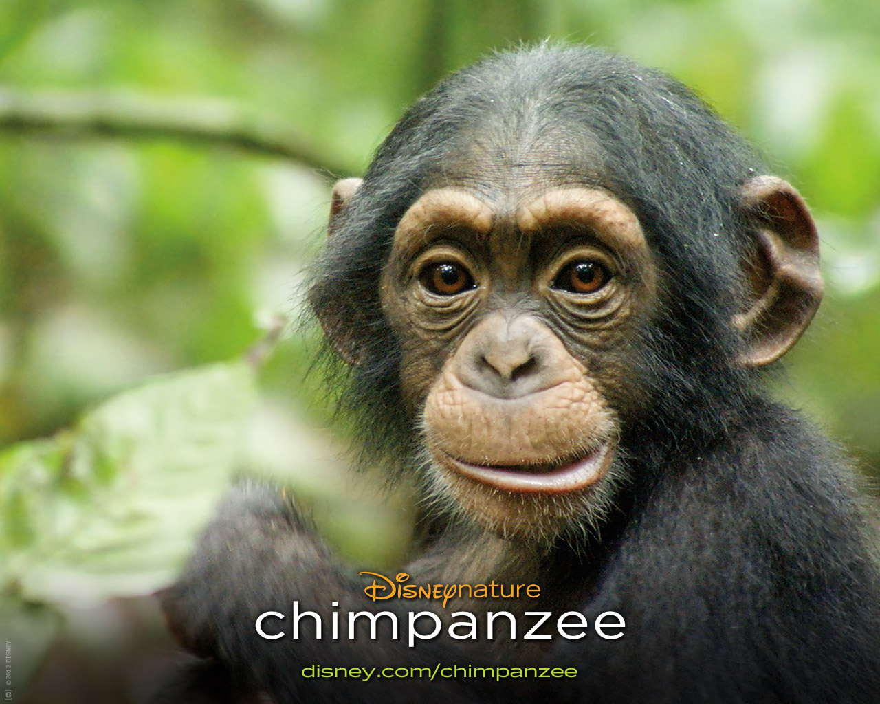 movie, chimpanzee, baby animal, disney, monkey HD wallpaper
