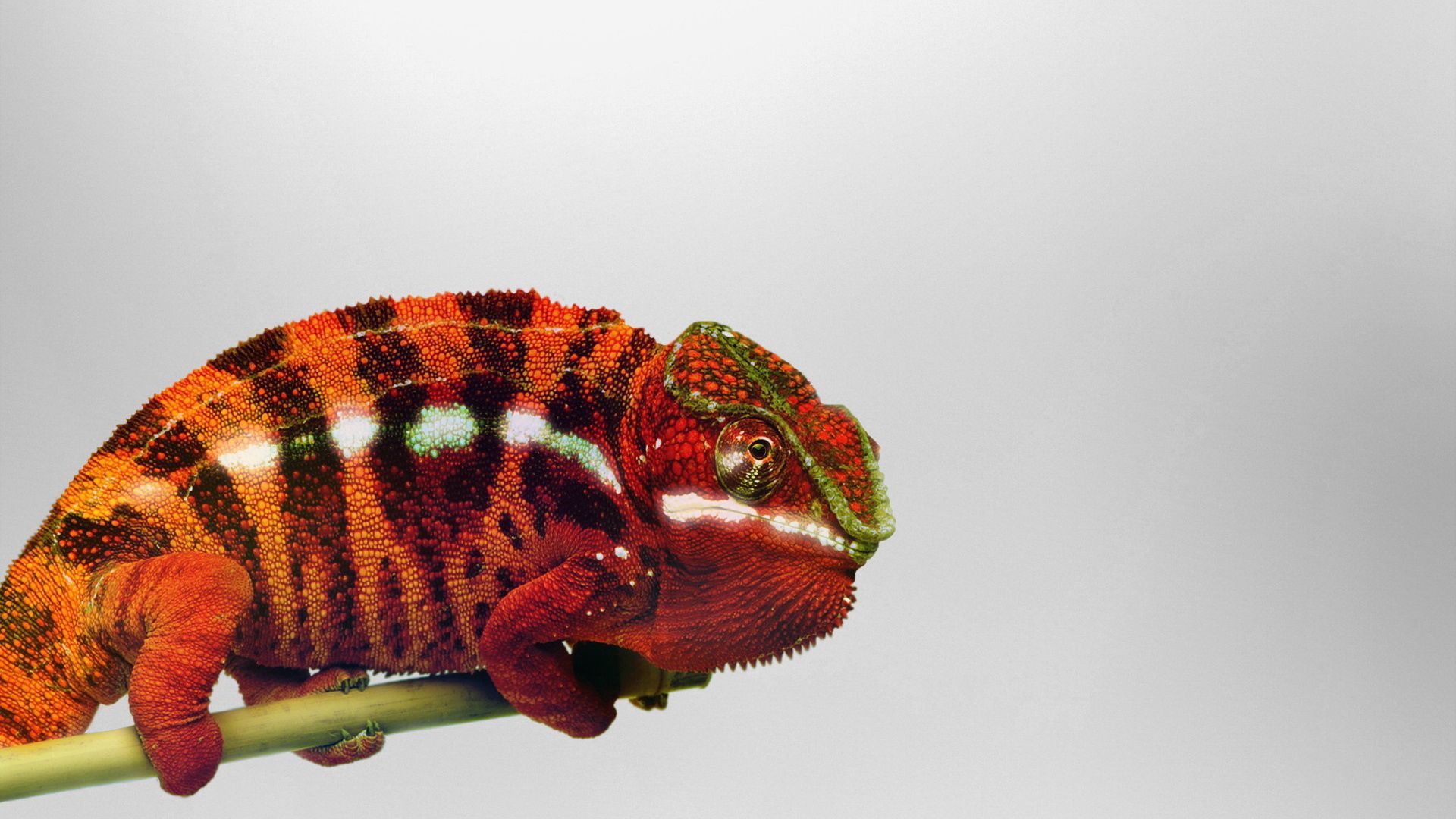 Free download wallpaper Branch, Reptile, Chameleon, Animals on your PC desktop