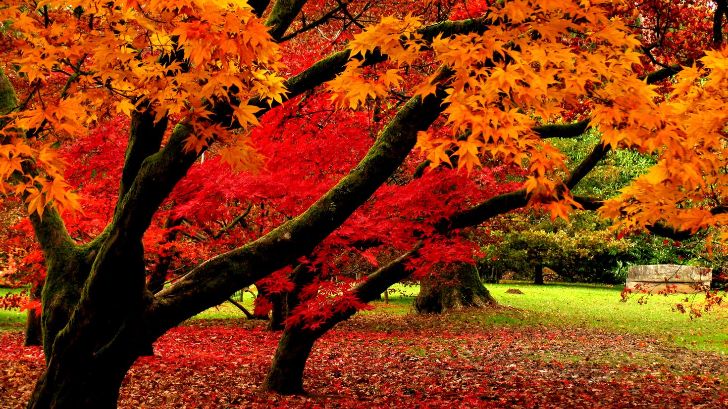 Осень фото красивые