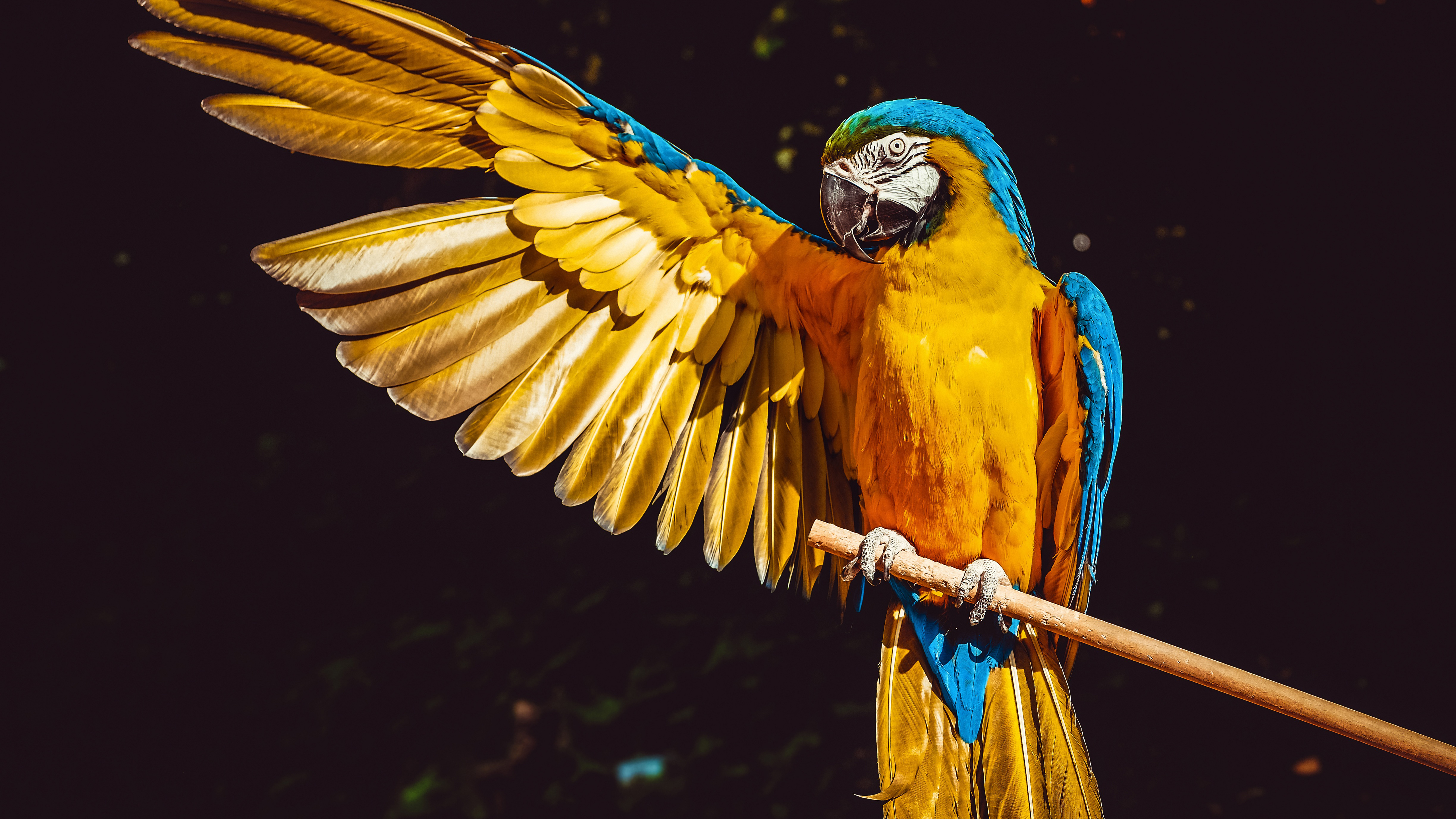 parrot, animal, blue and yellow macaw, bird, macaw, wings, birds