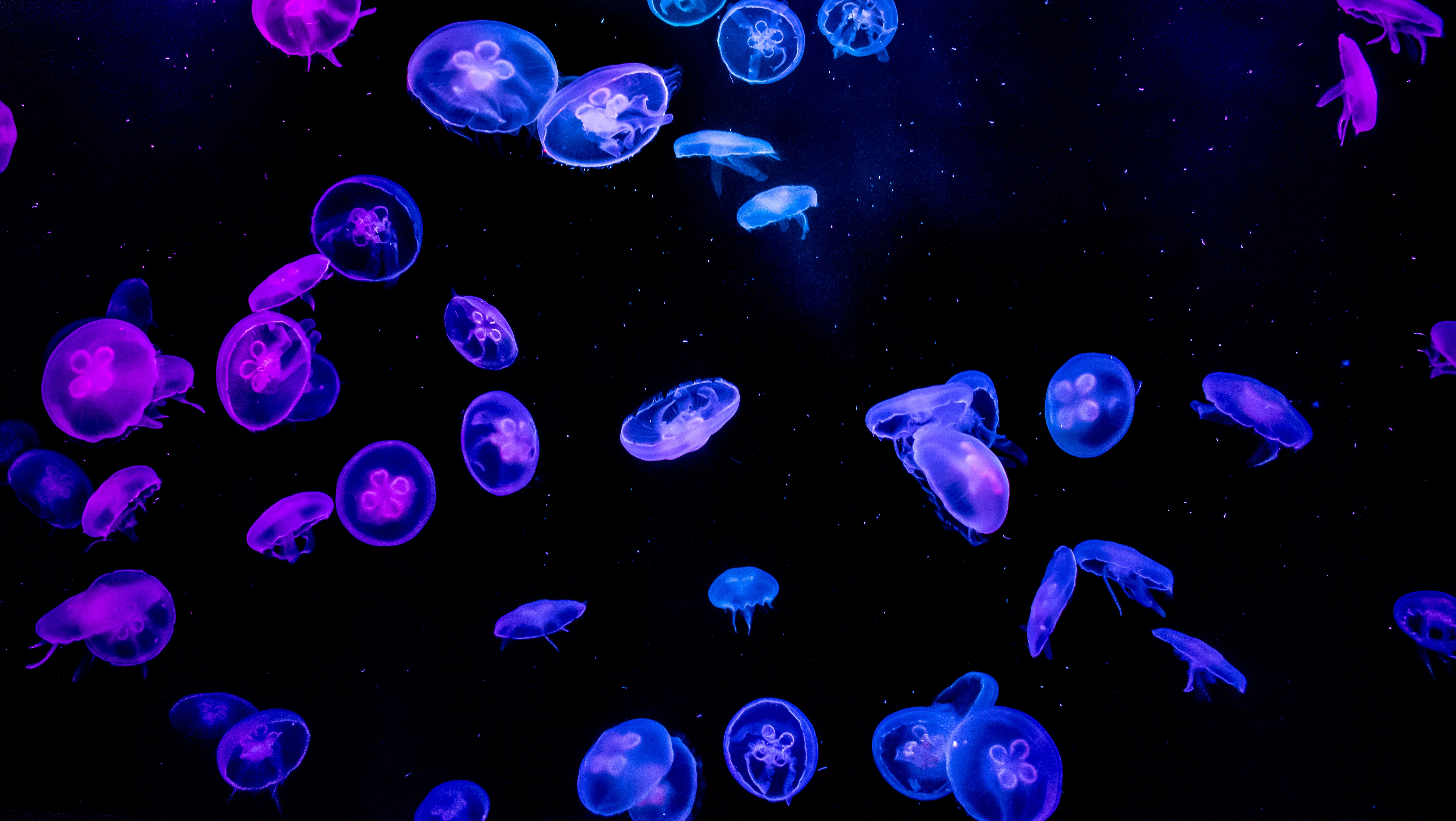 Jellyfish Desktop Background Image