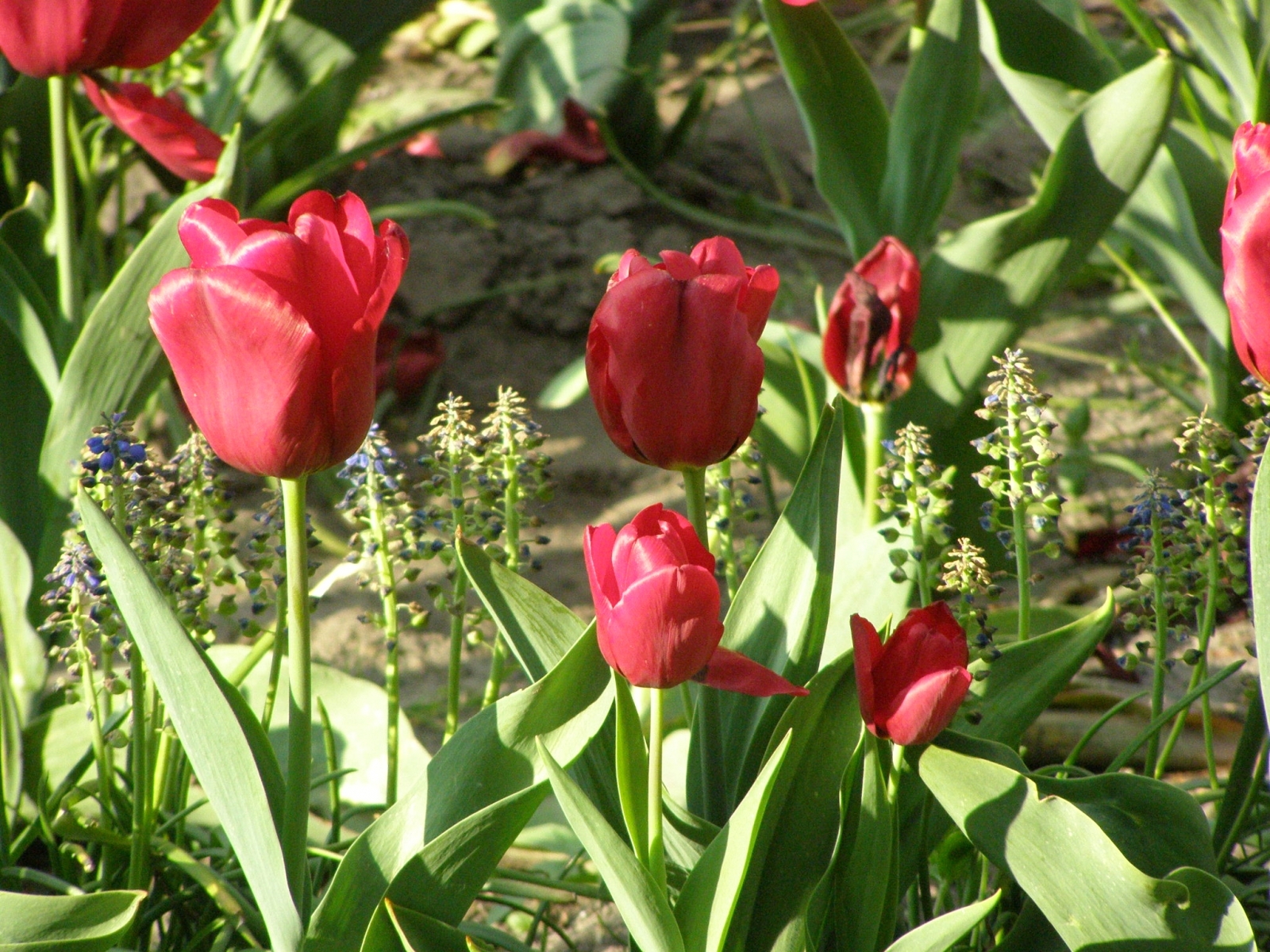 Скачать обои бесплатно Цветы, Растения, Тюльпаны картинка на рабочий стол ПК