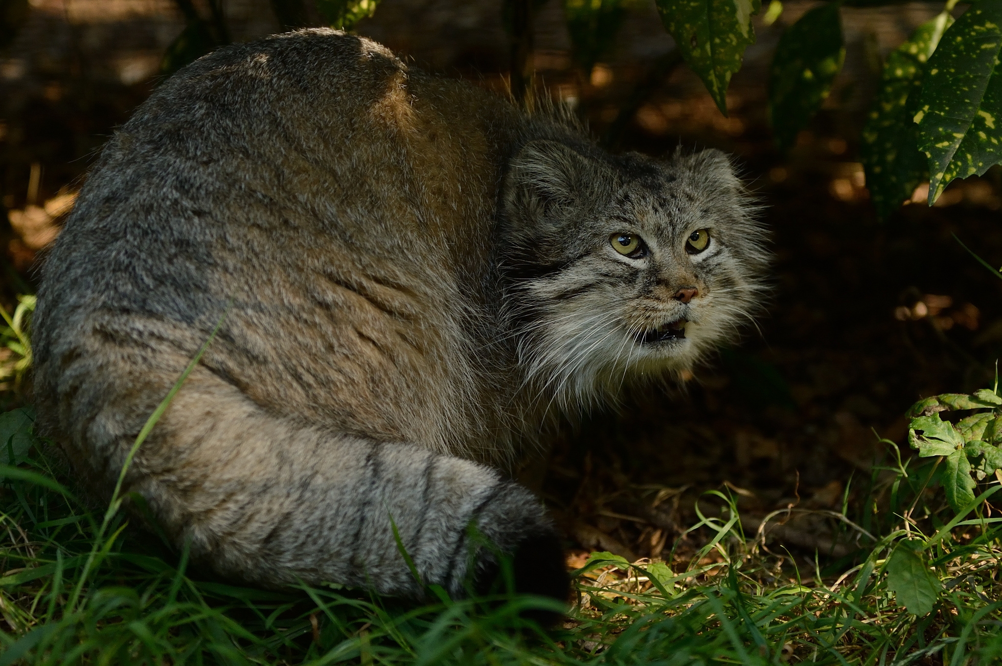 pallas' cat, animals, grass, bush, hide, fright, manul cell phone wallpapers