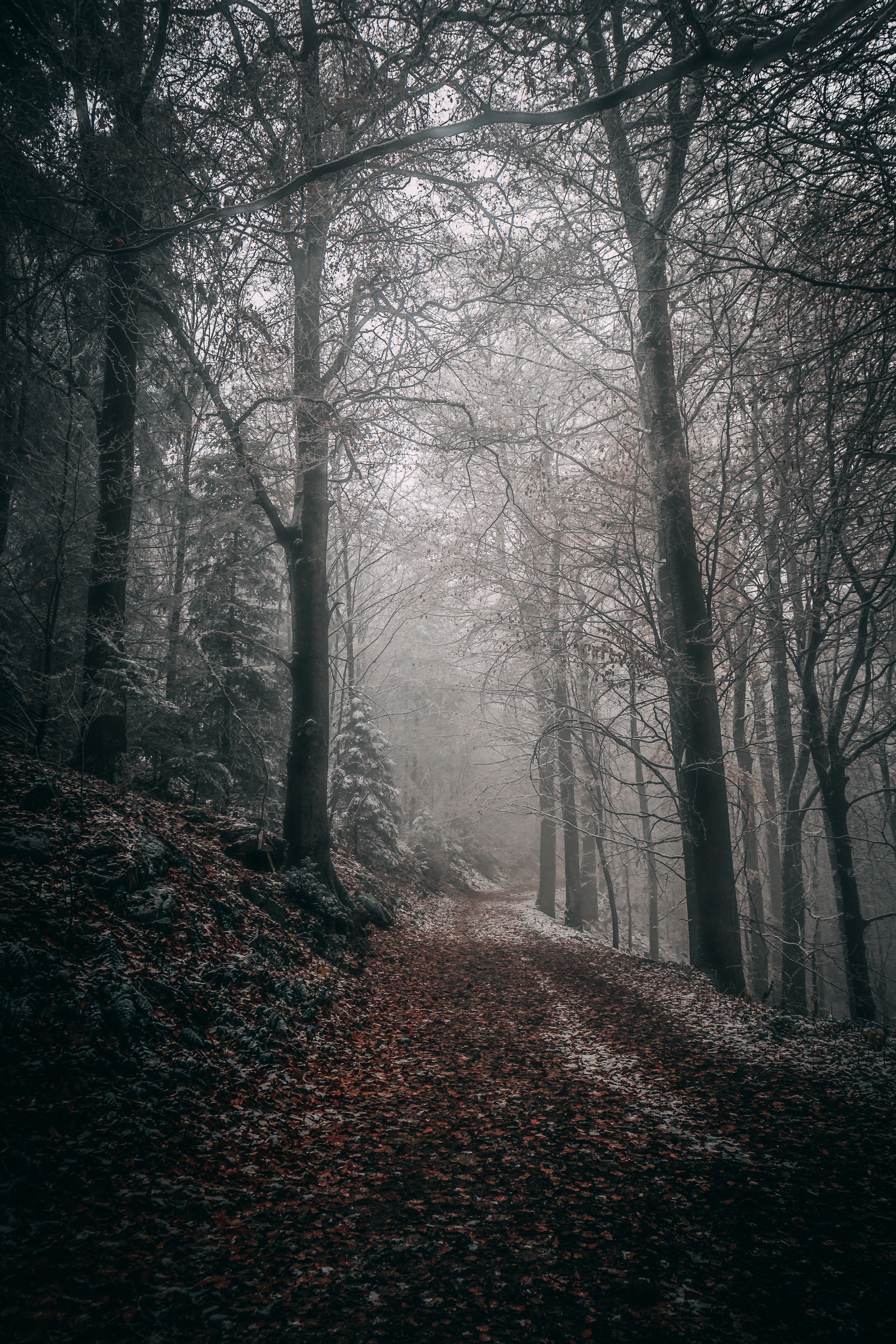 path, forest, nature, autumn, trees, fog, foliage