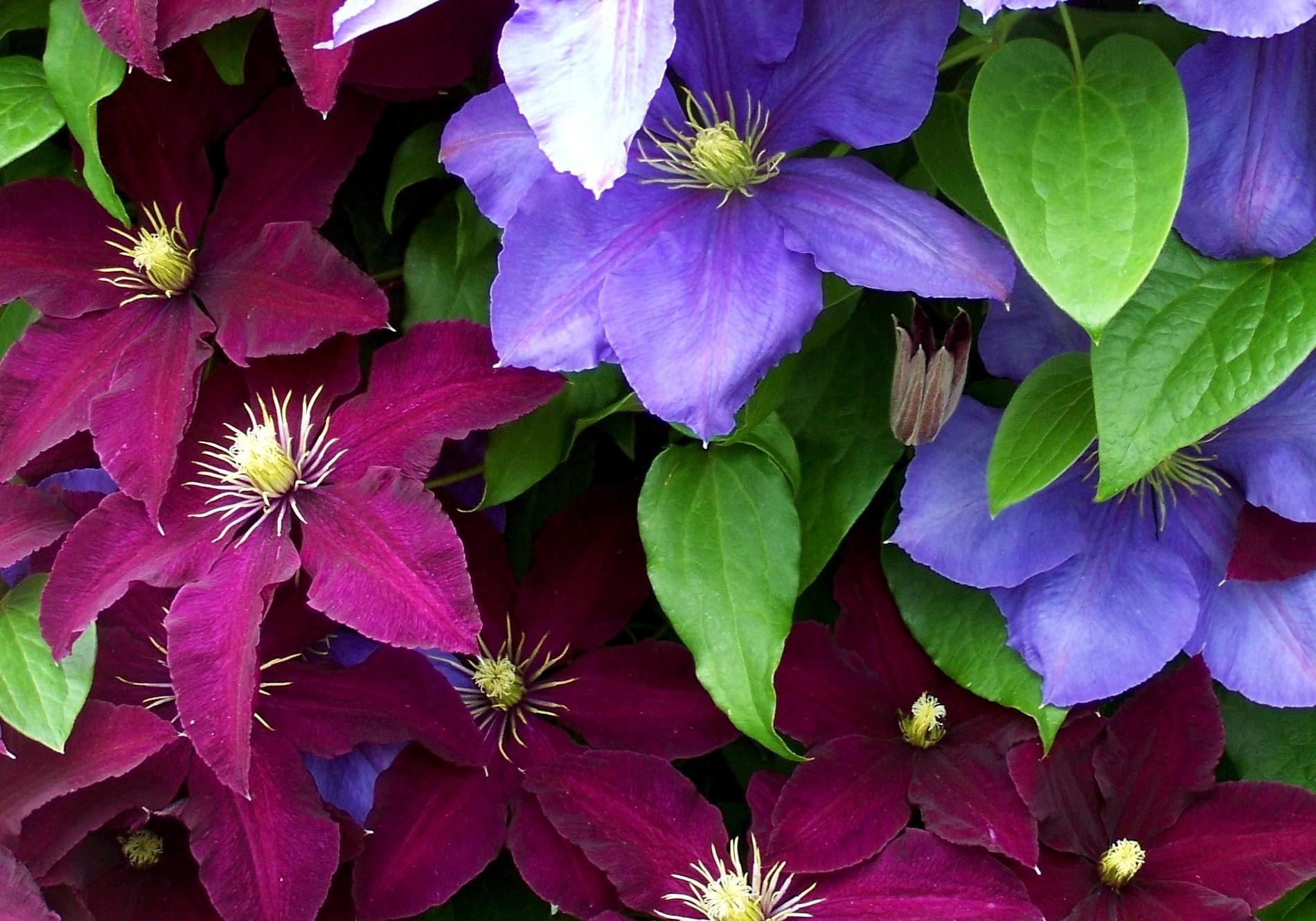 Free download wallpaper Flowers, Clematis, Bright, Close Up, Colorful on your PC desktop