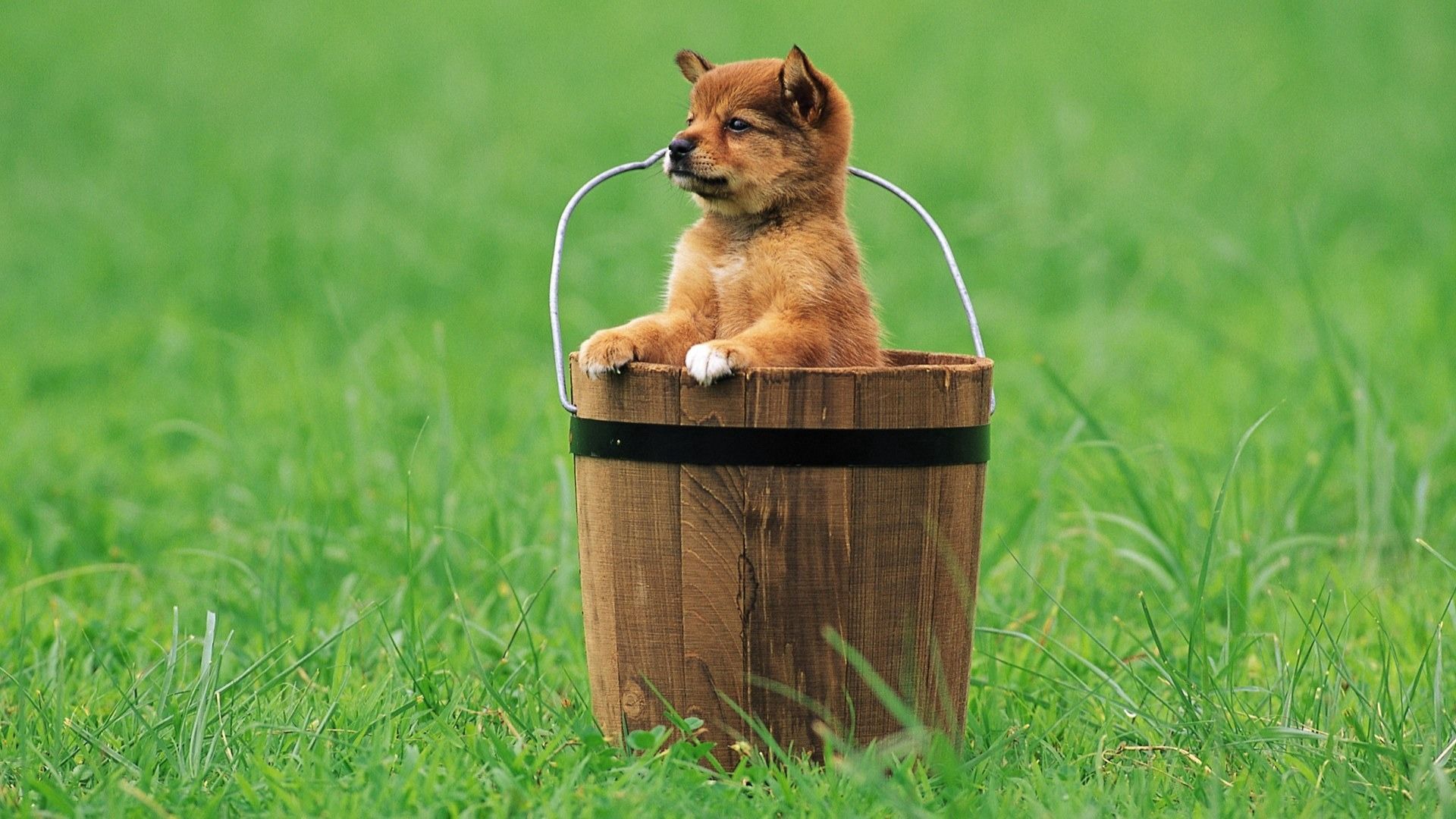 wallpapers animals, grass, sit, puppy, expectation, waiting, bucket