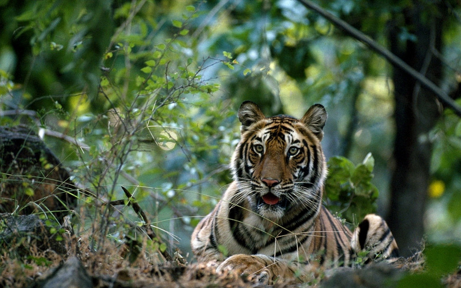 307948 скачать картинку тигр, животные, кошки - обои и заставки бесплатно