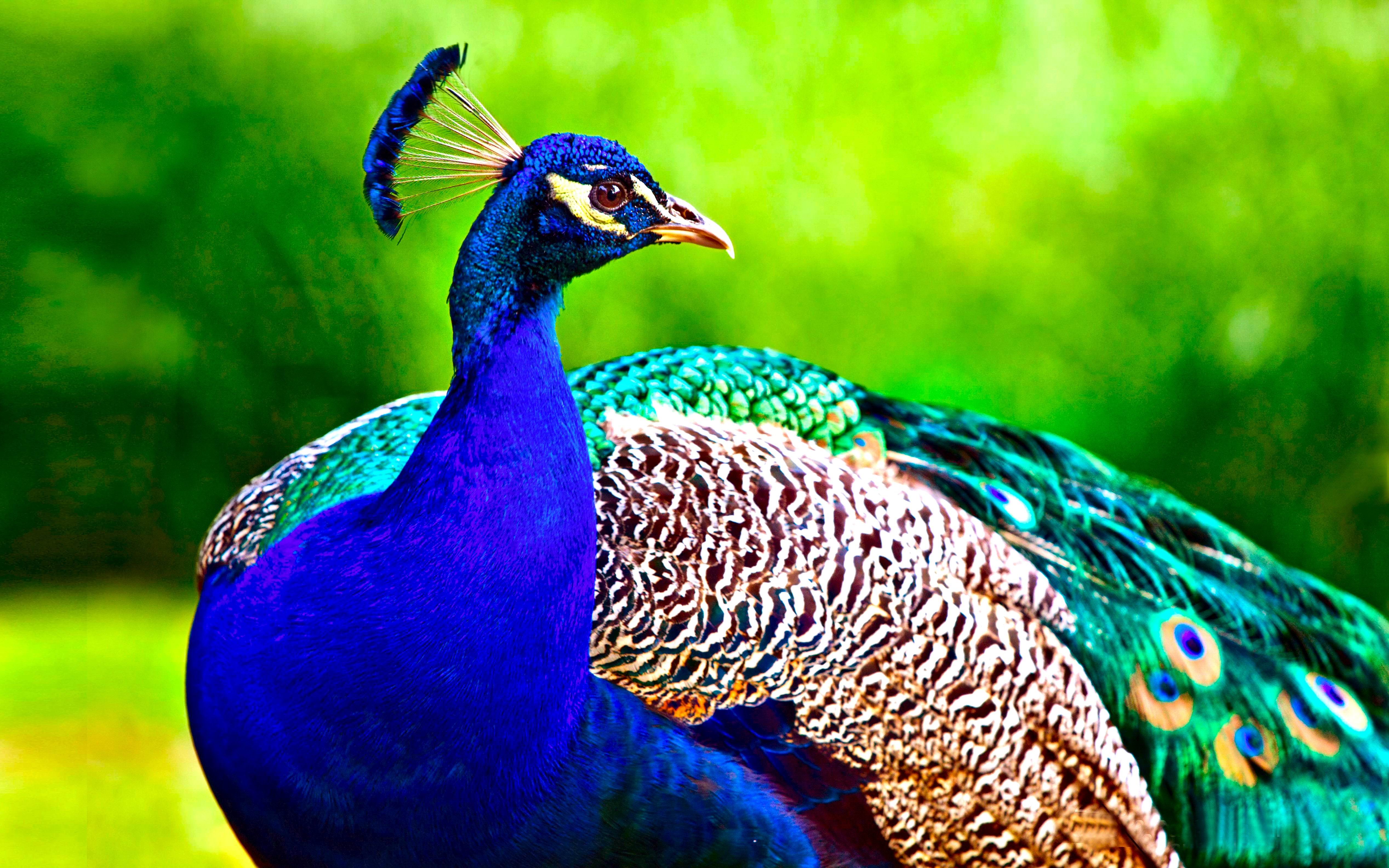 peacock, birds, peafowl, animal, bird HD wallpaper