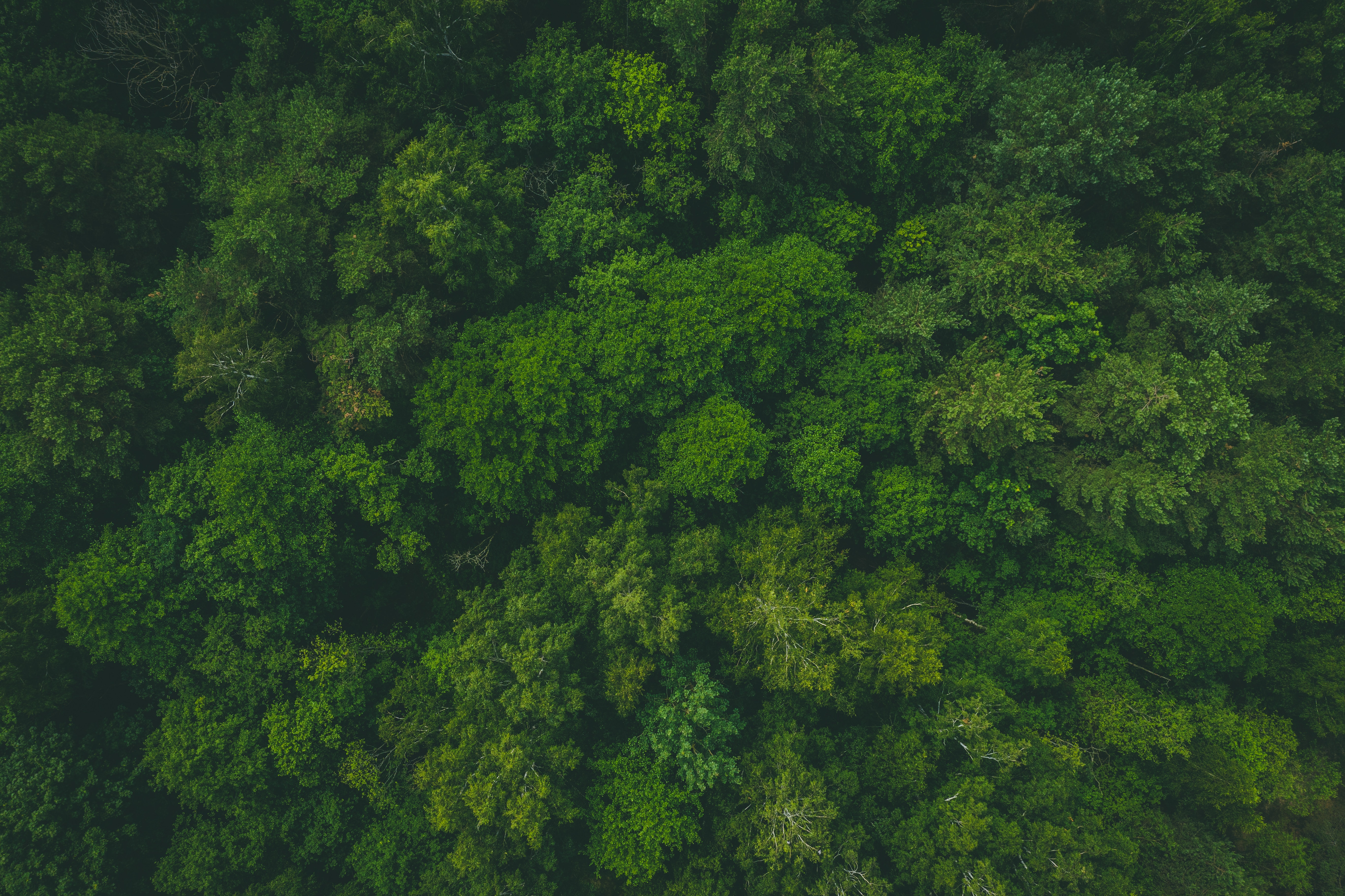 153804 Hintergrundbild herunterladen grün, natur, bäume, blick von oben, nach oben, wald, oberteile - Bildschirmschoner und Bilder kostenlos