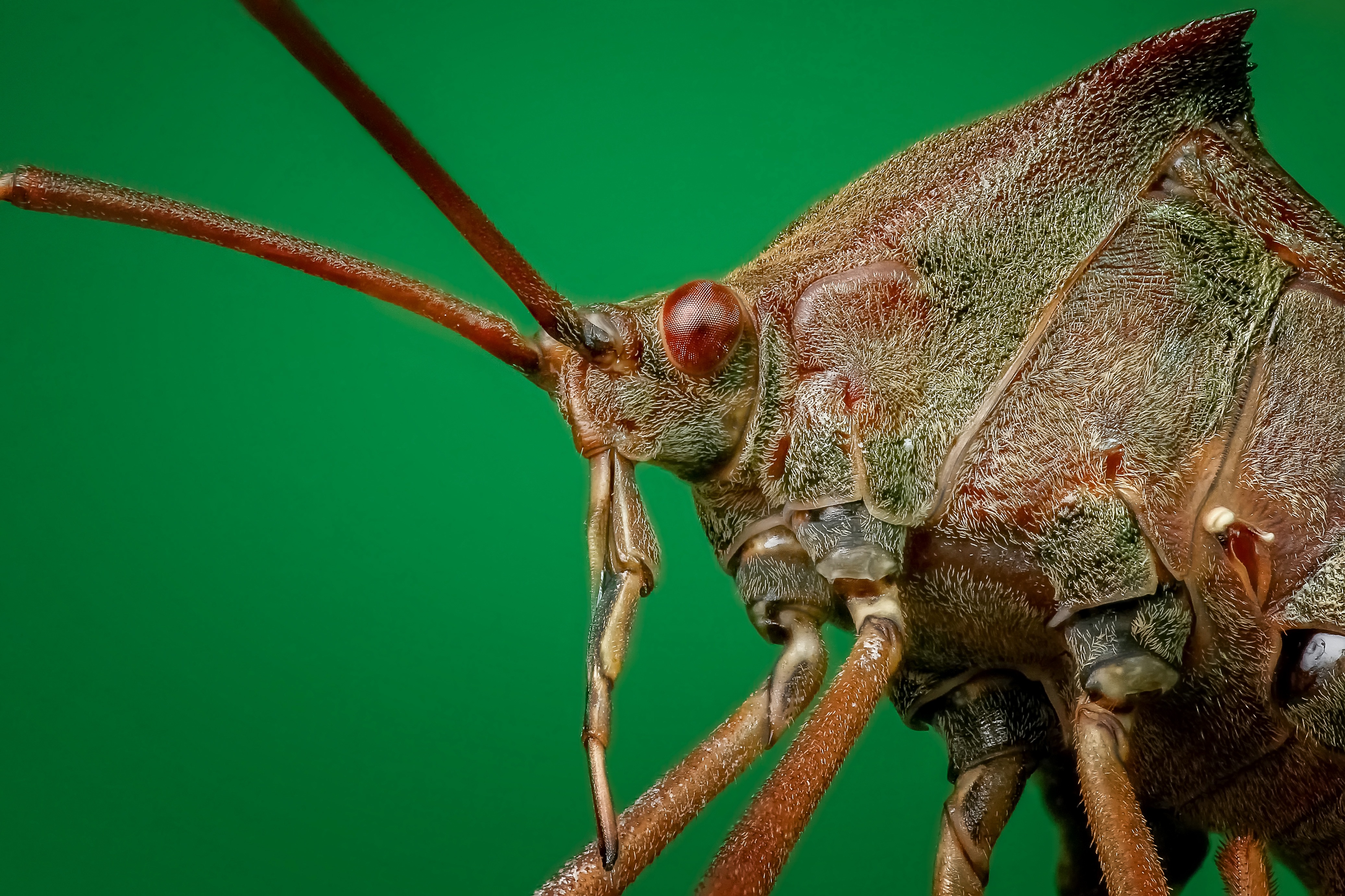Descarga gratis la imagen Macro, De Cerca, Primer Plano, Insecto, Bicho, Escarabajo en el escritorio de tu PC
