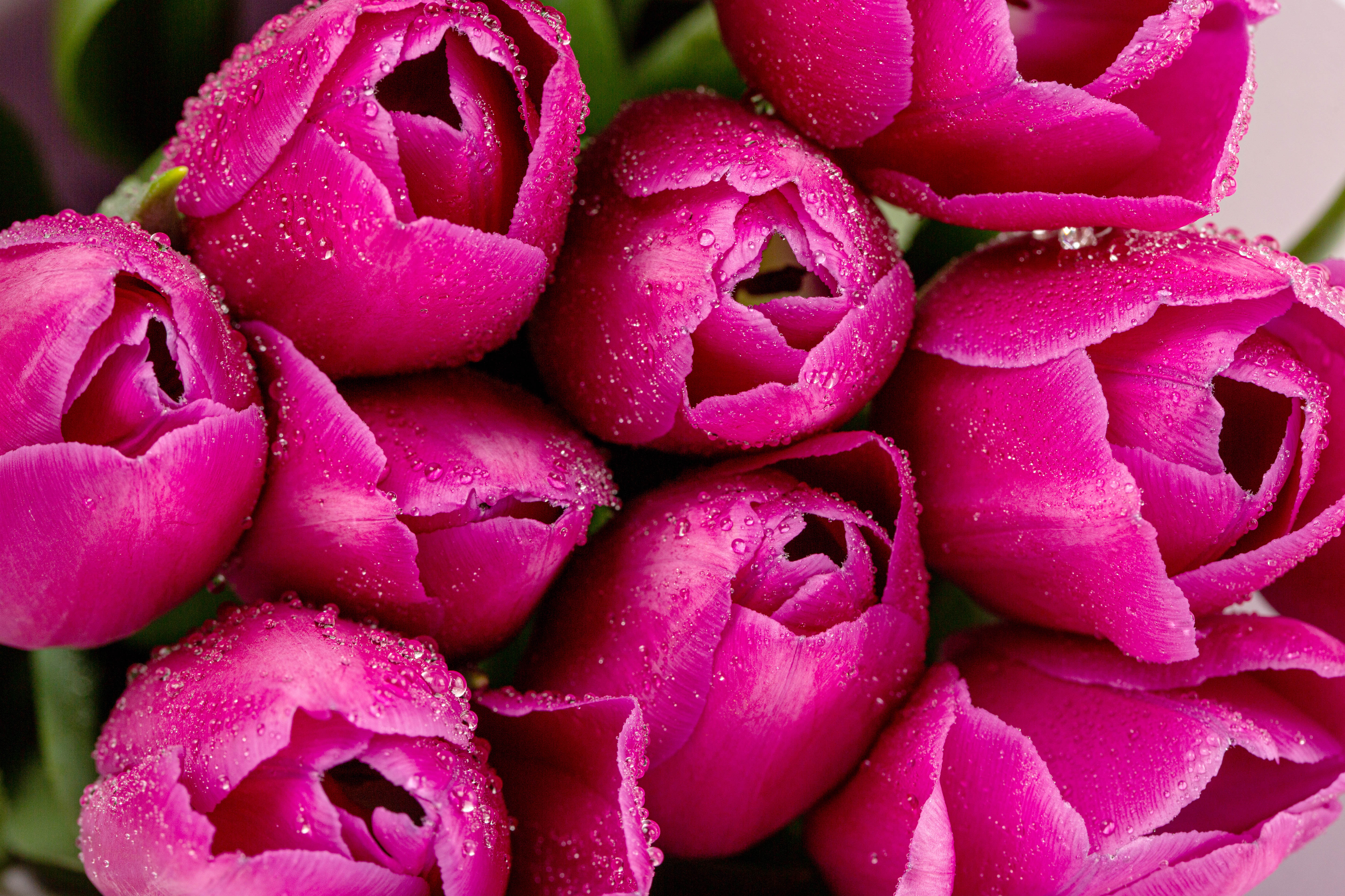 tulips, flowers, pink, drops, macro, petals Desktop Wallpaper