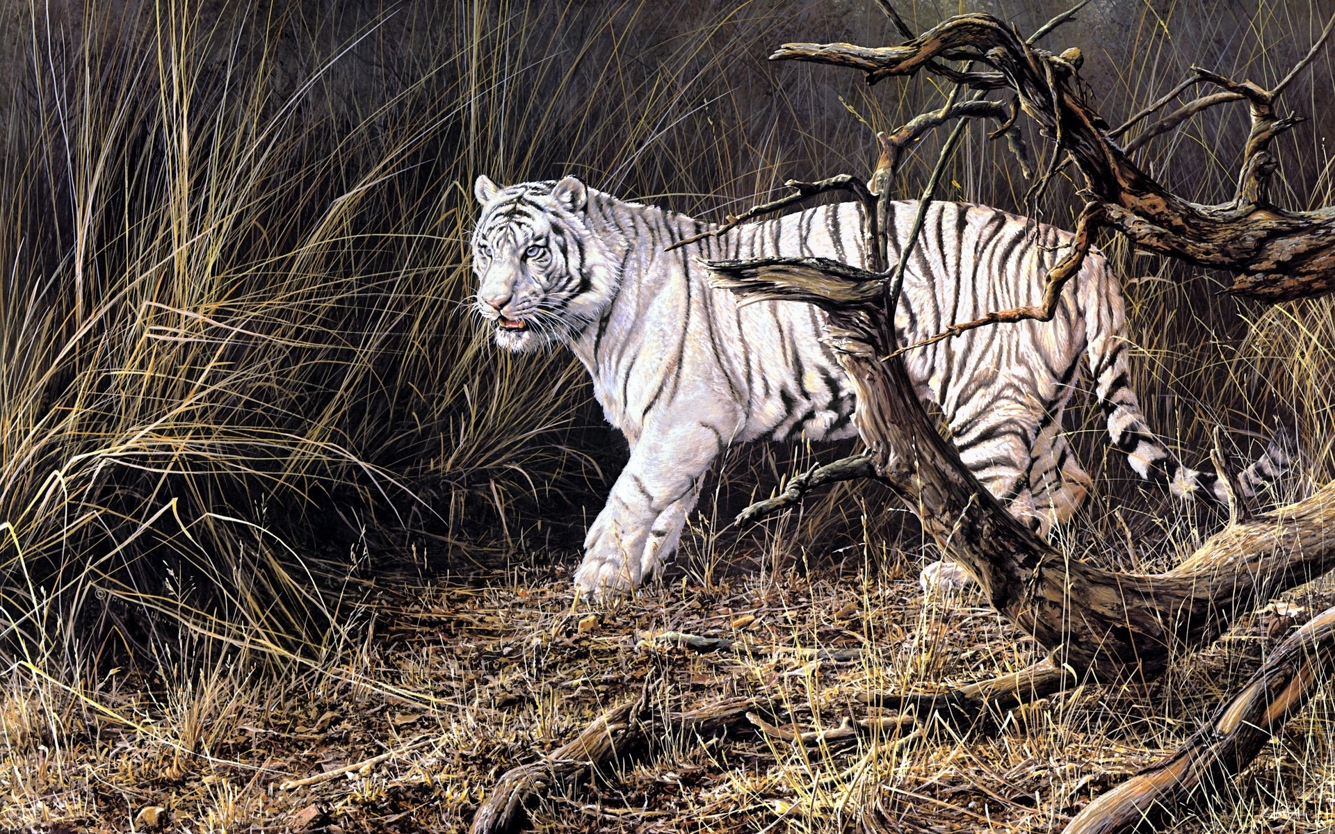 Белый тигр на охоте