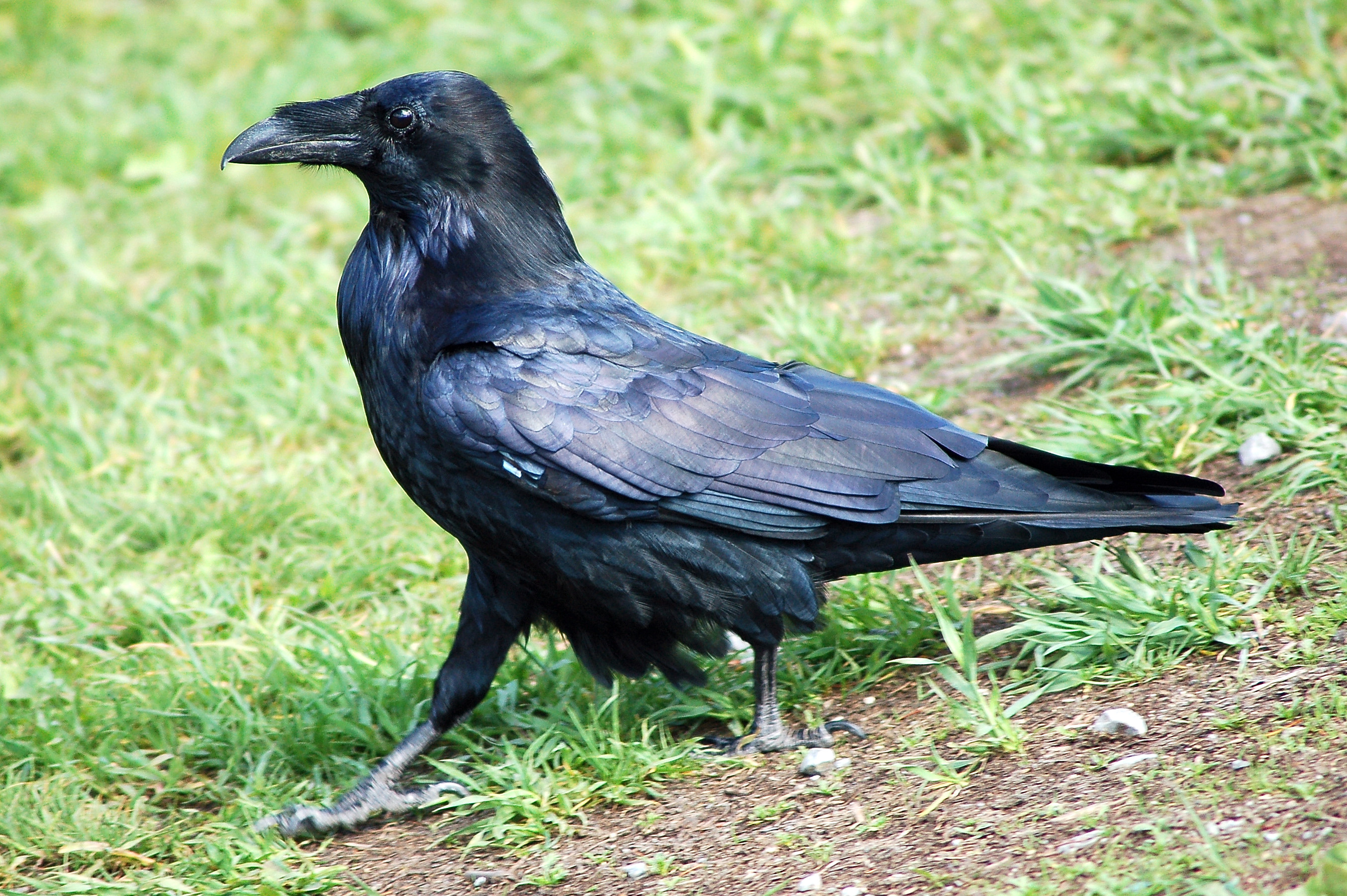 FHD, 4K Common Raven, UHD