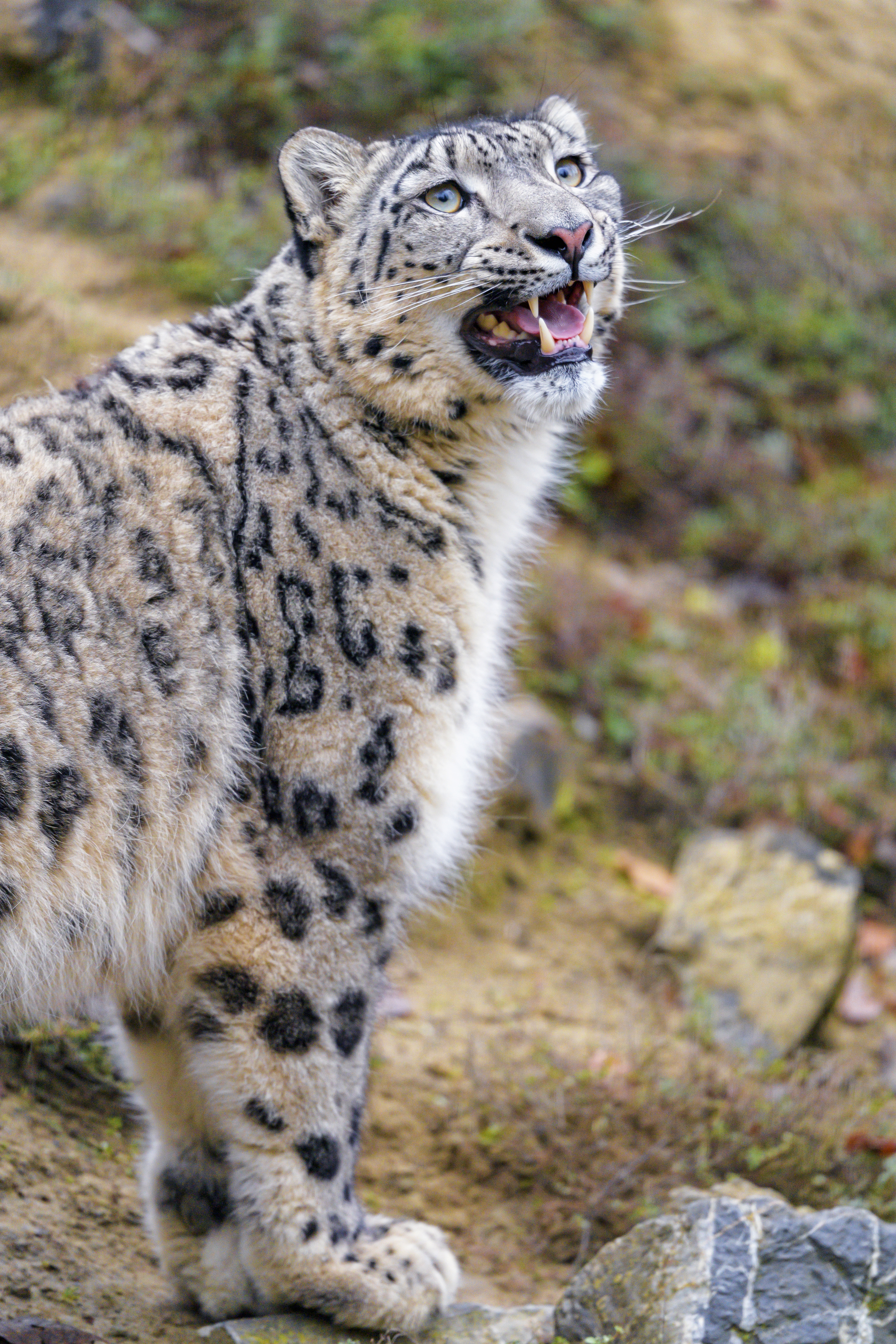 Download mobile wallpaper Animals, Animal, Big Cat, Grey, Snow Leopard for free.
