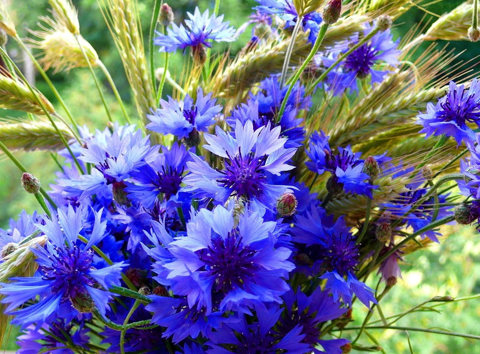 flowers, cones, summer, blue cornflowers, bouquet, spikelets HD wallpaper