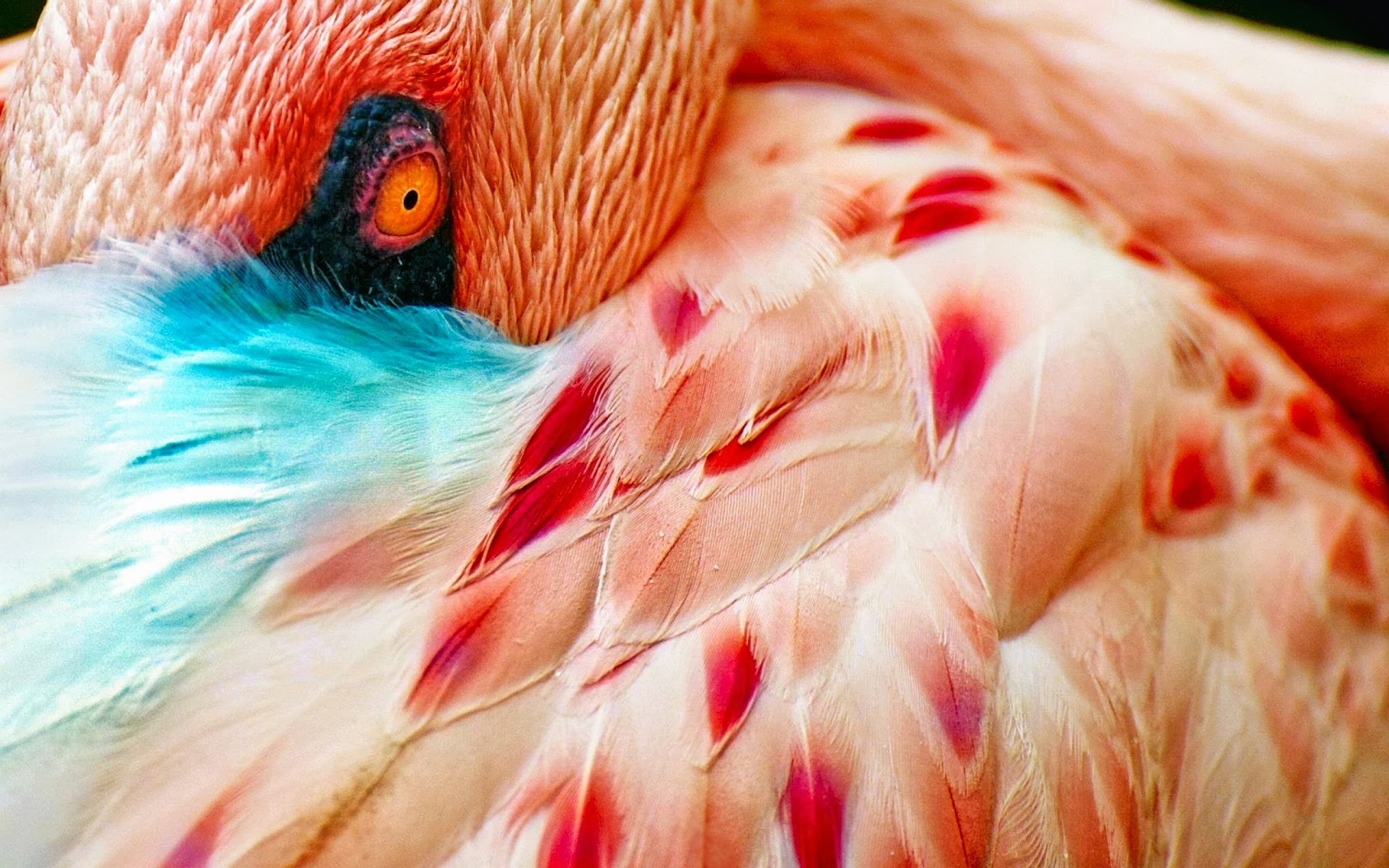 Глаза Фламинго