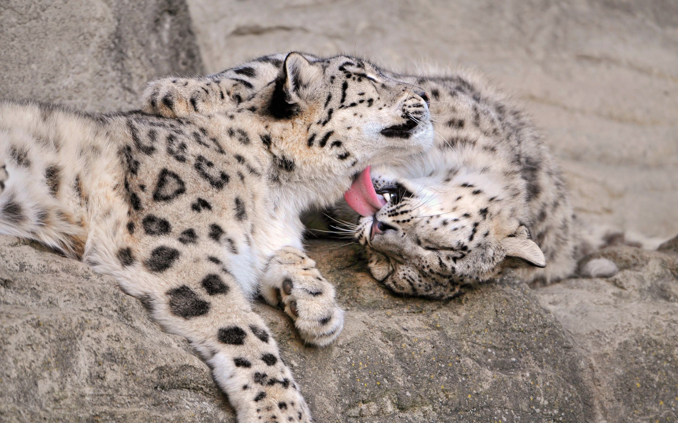 Download mobile wallpaper Young, Joey, Animals, Care, Snow Leopard, Pair, Couple for free.