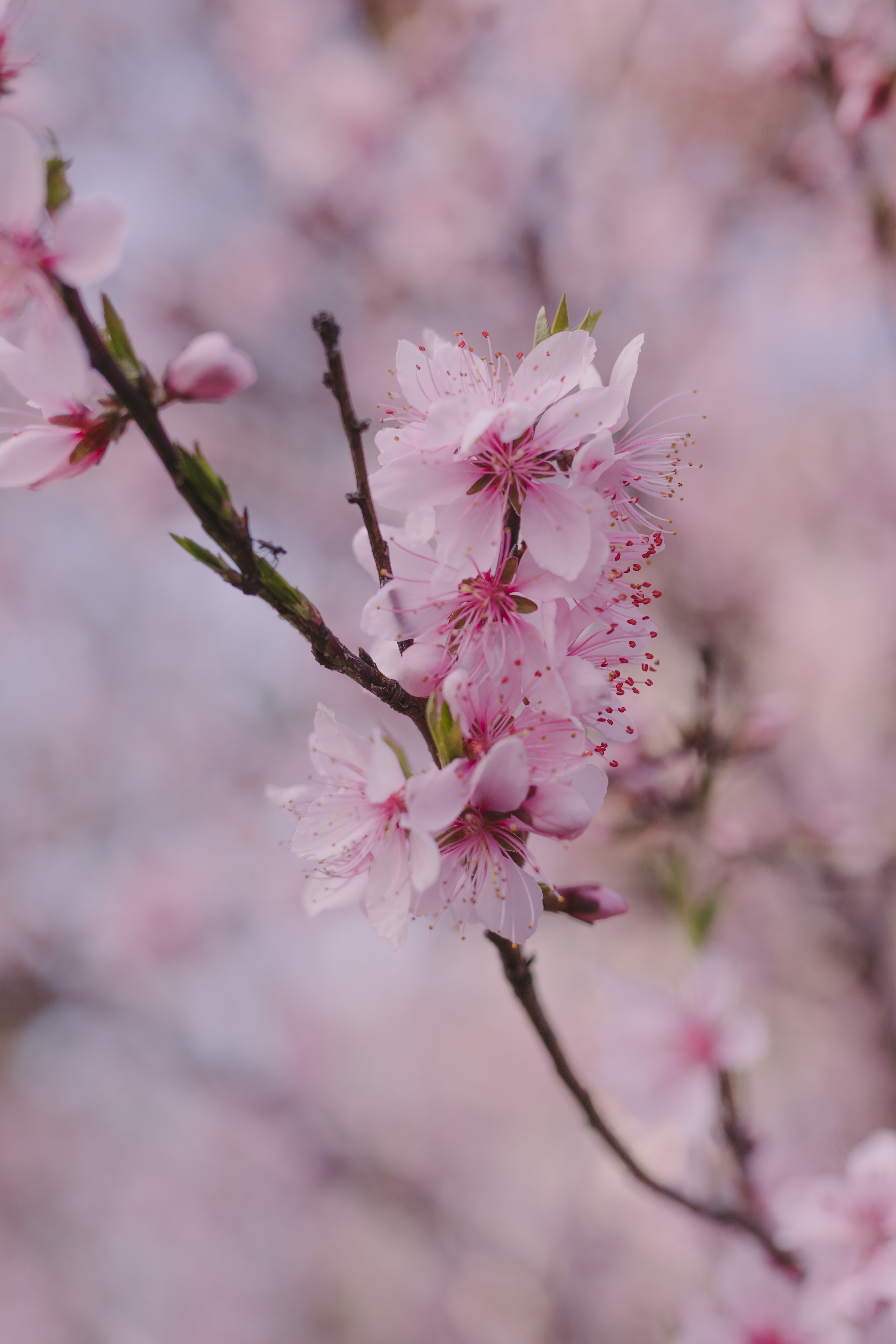無料モバイル壁紙フラワーズ, 大きい, マクロ, ブランチ, 枝, 花びら, 春, ピンク, 桜をダウンロードします。