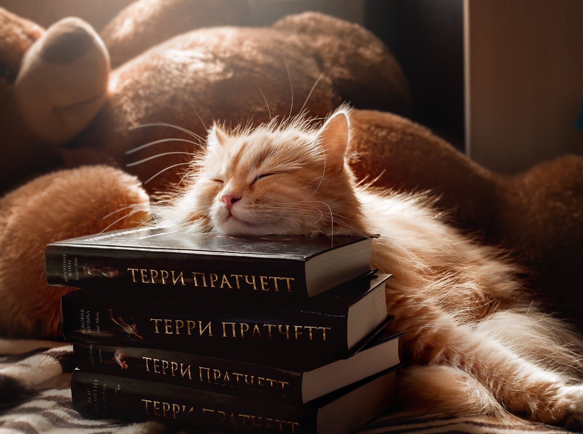 Спит на книге