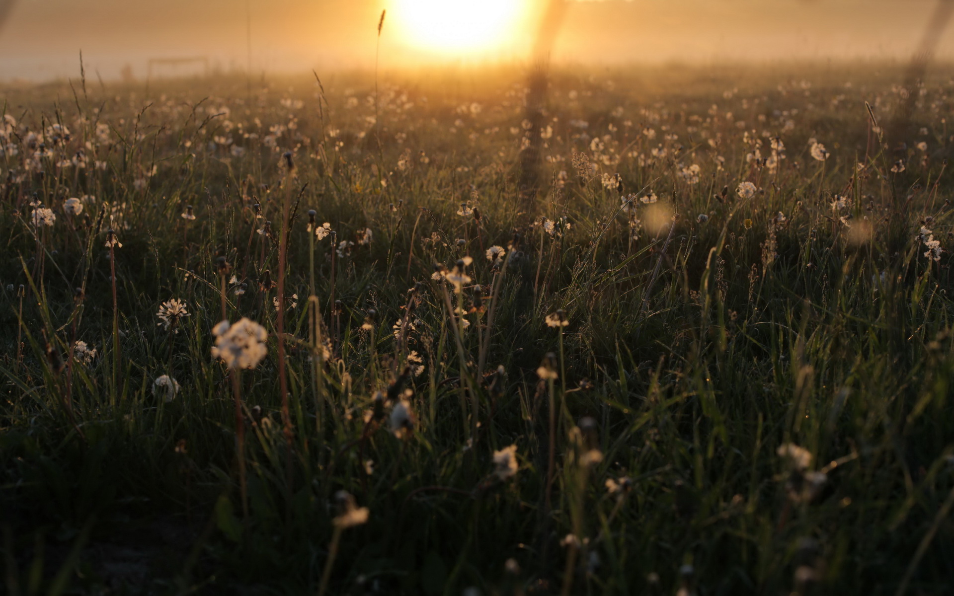 Земля рассвет. Daybreak White.