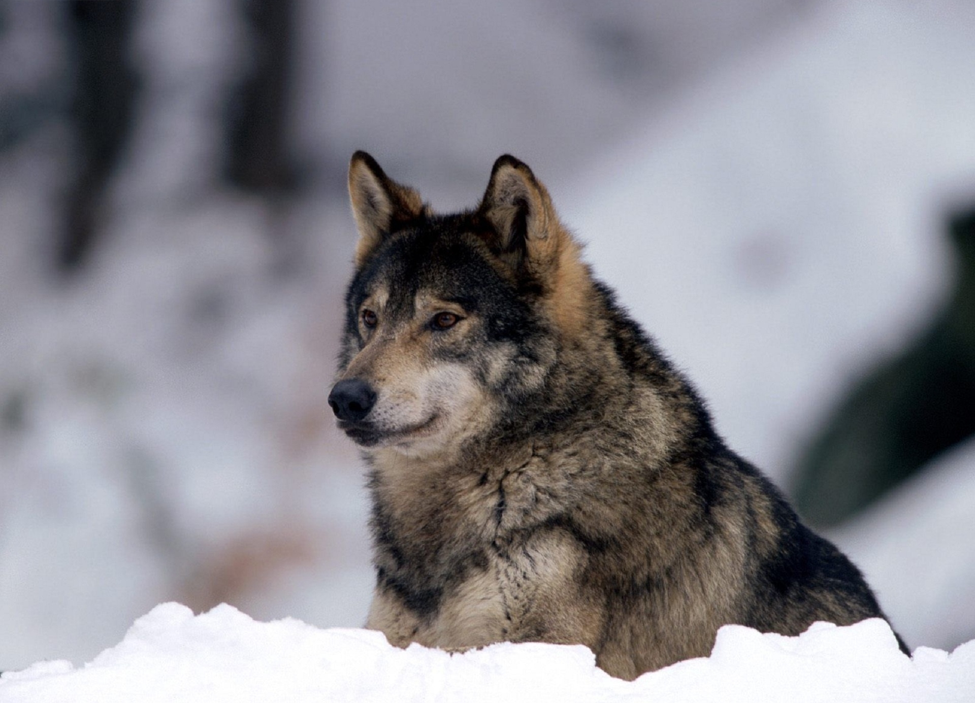 animals, snow, predator, wolf, sight, opinion, alertness