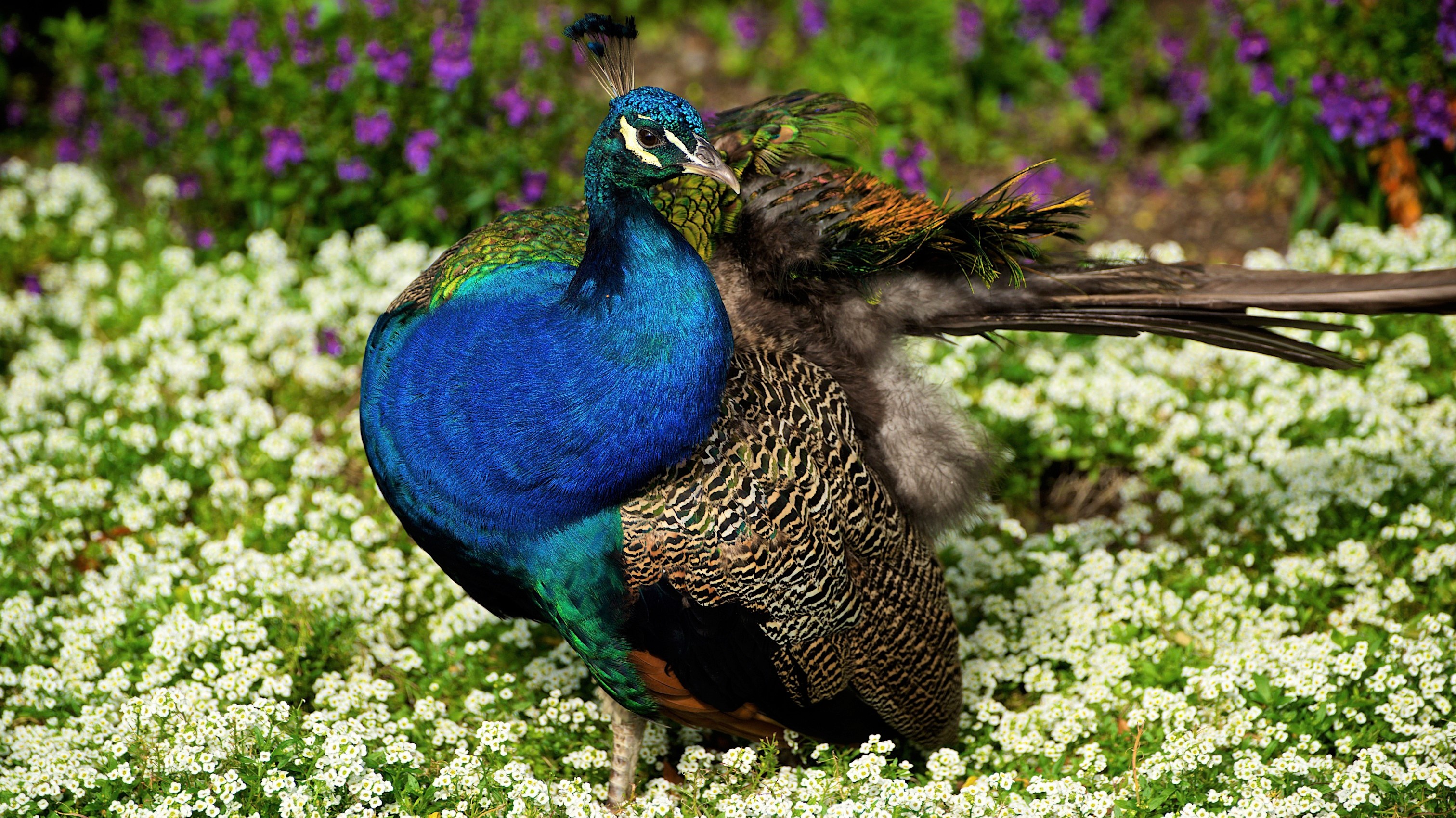 Красивые птицы в цветах фото