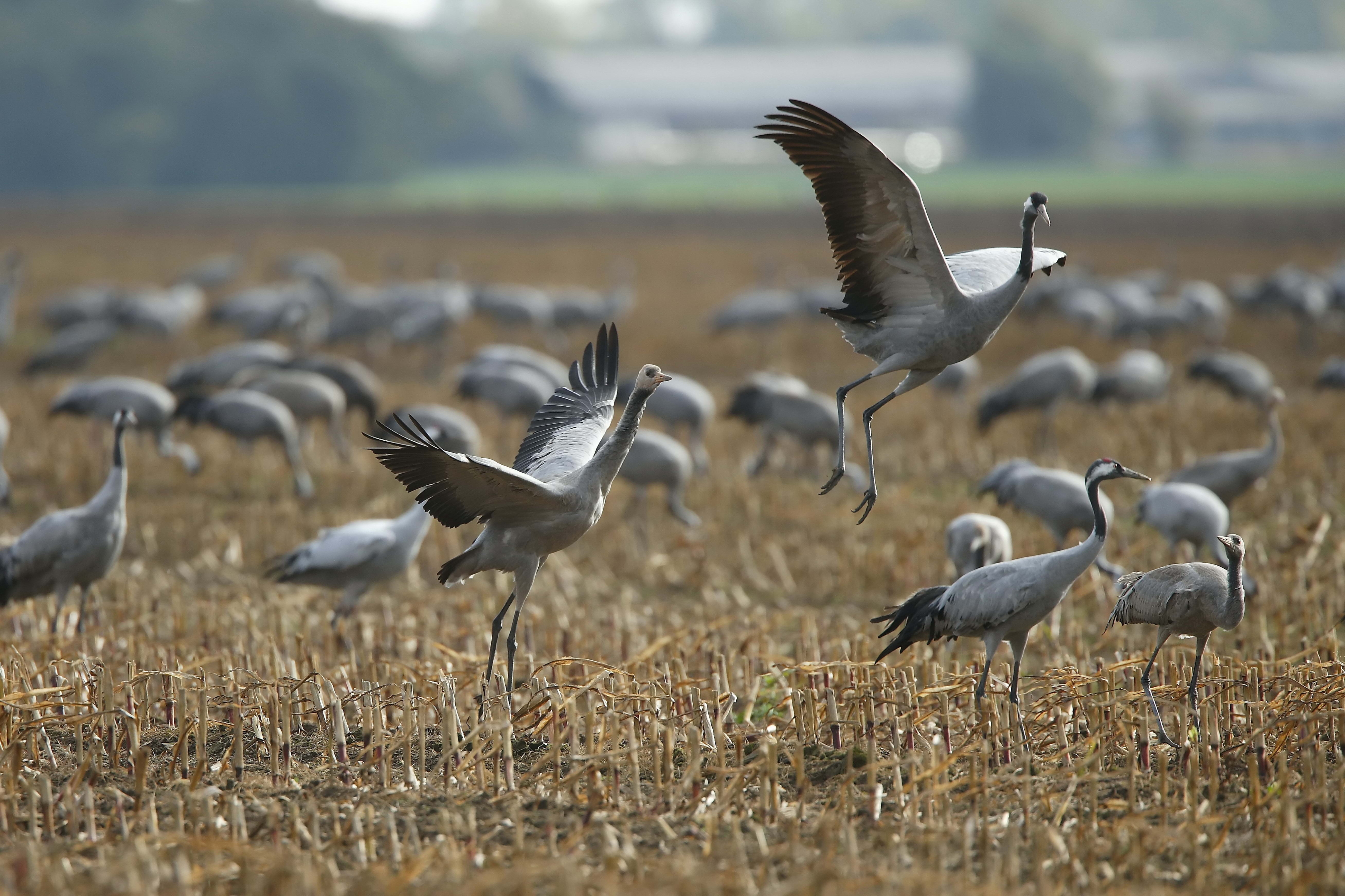 Download mobile wallpaper Flock, Crane, Animals, Bird for free.