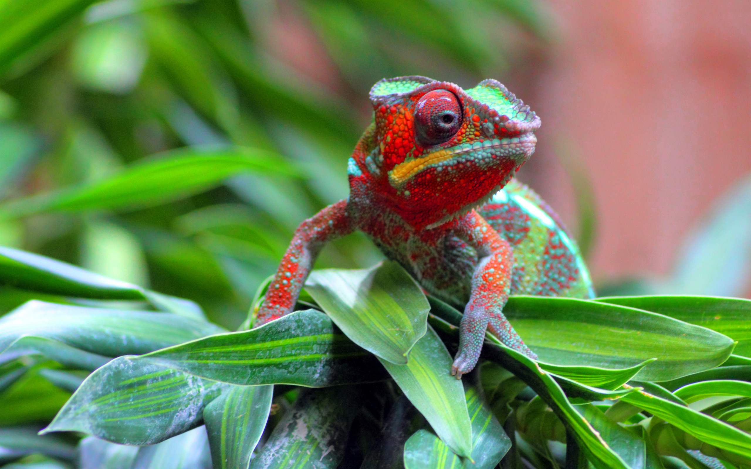 chameleon, animal, reptiles Free Stock Photo
