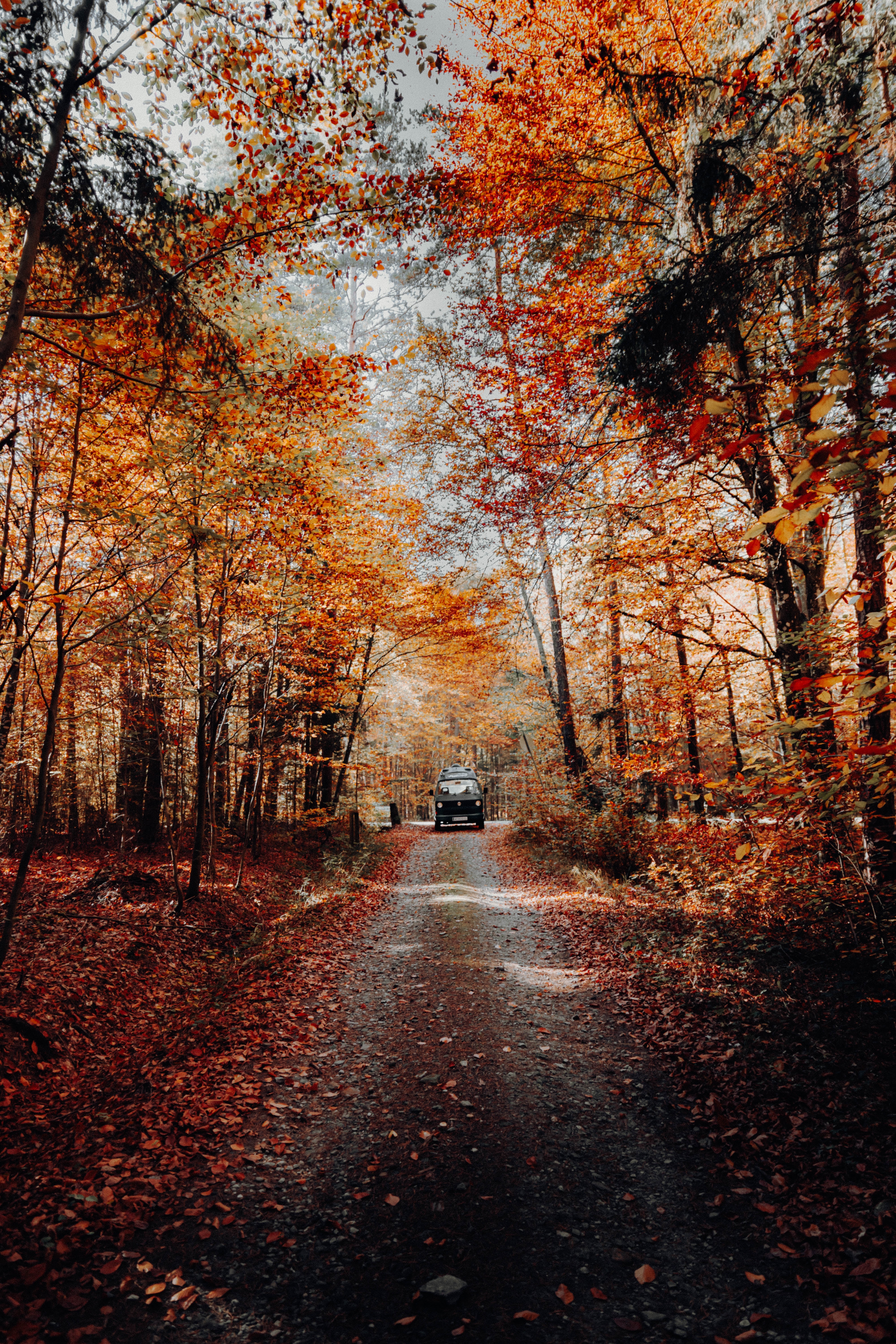 無料モバイル壁紙道, 機械, 森, 自然, 森林, 道路, 車, 秋をダウンロードします。