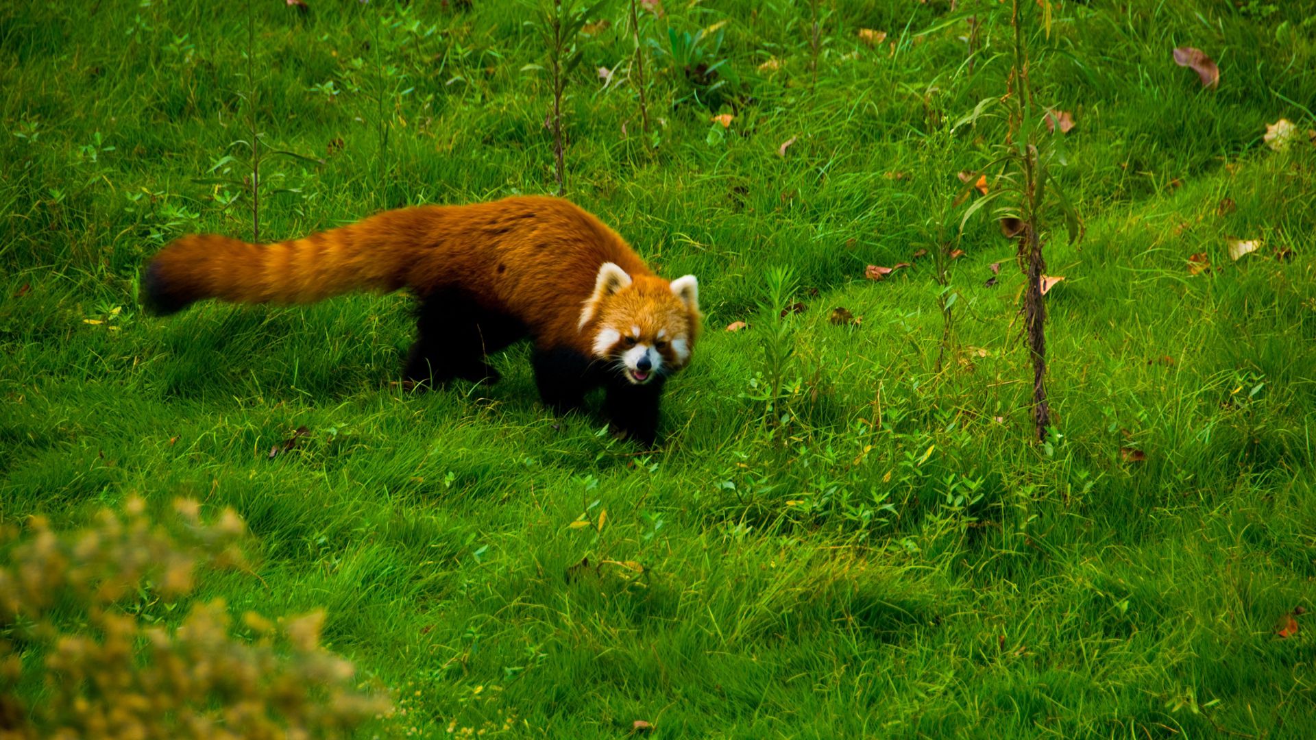 Download mobile wallpaper Stroll, Grass, Red Panda, Animals for free.