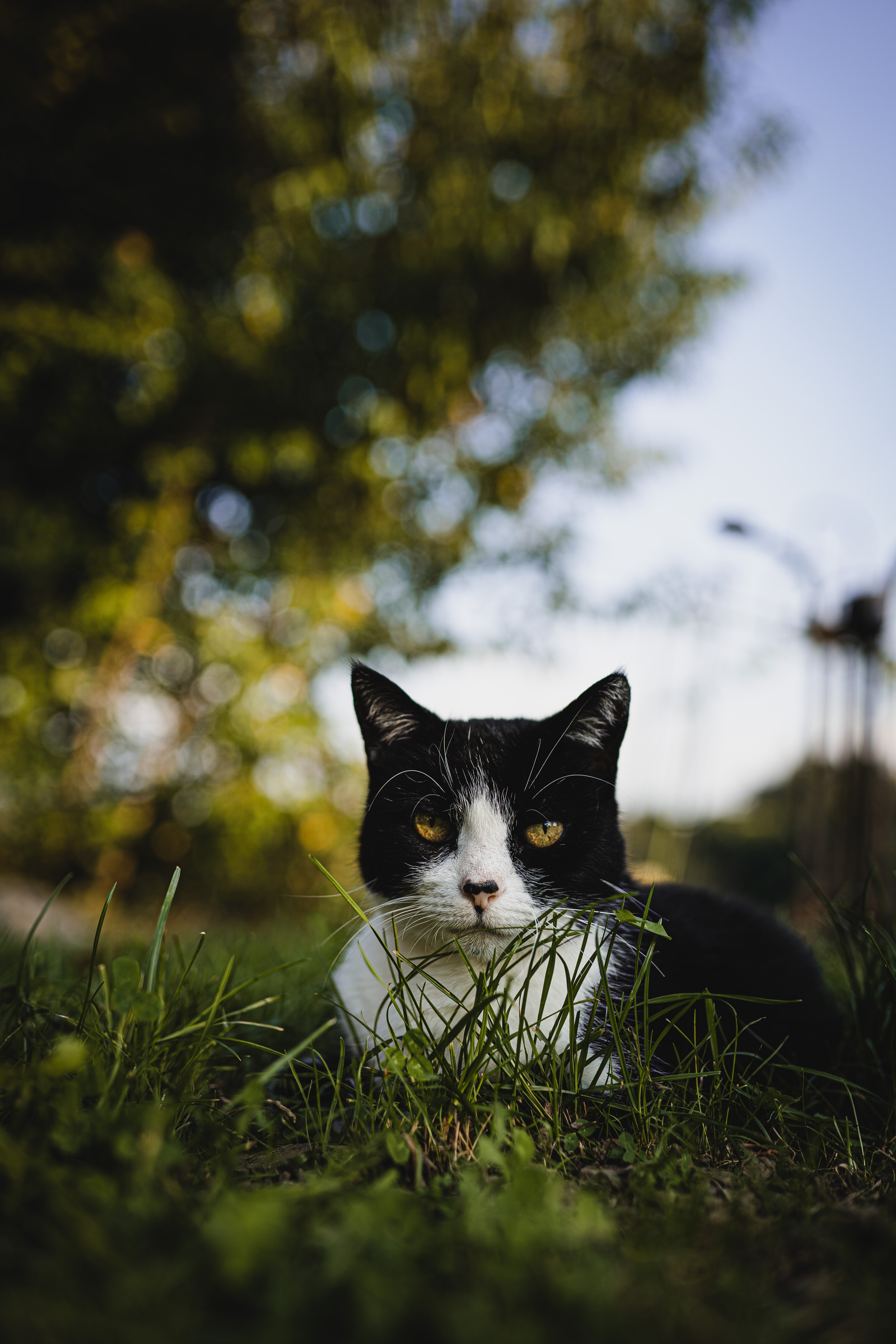 animals, grass, cat, pet, sight, opinion Phone Background
