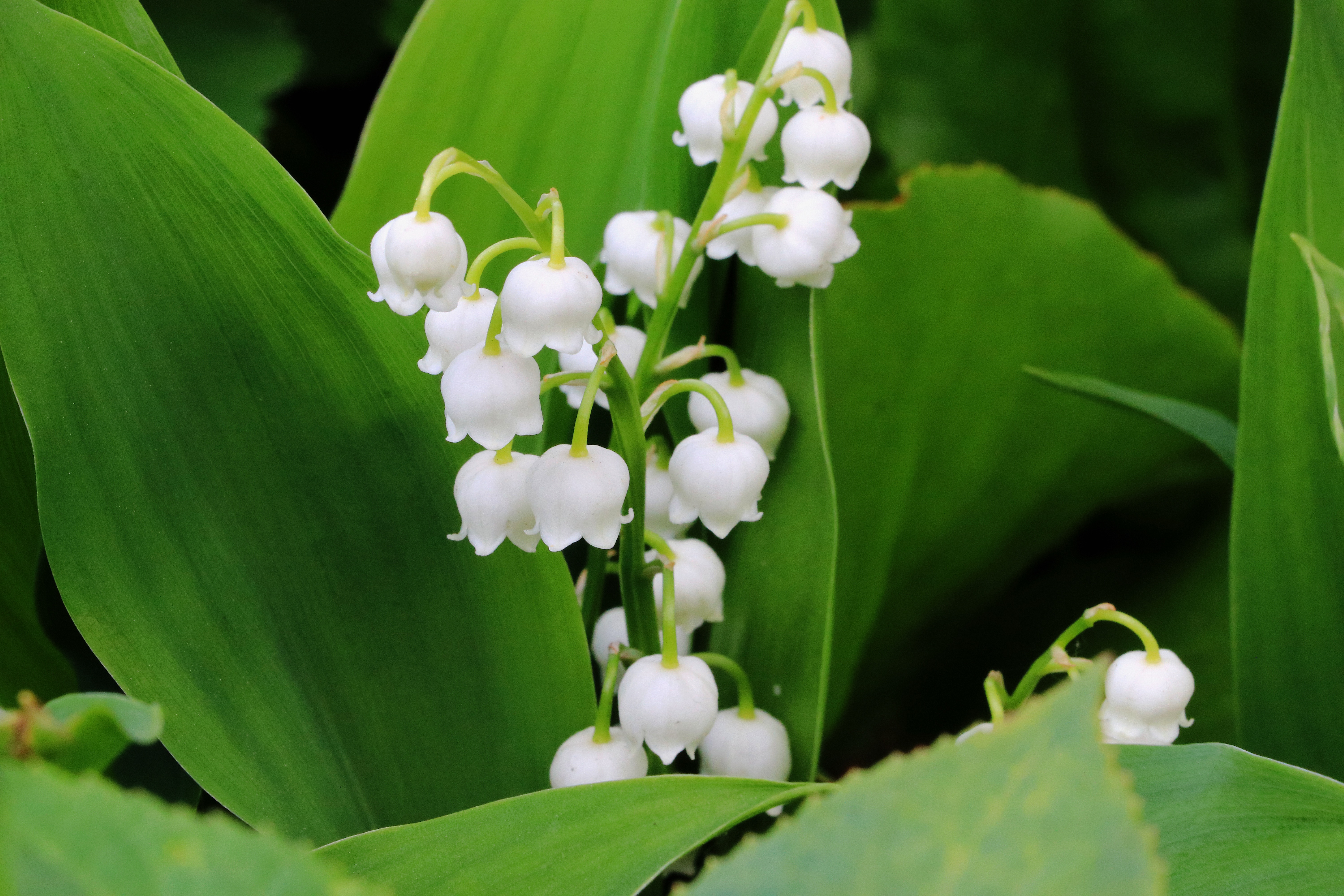 flowers, leaves, lily of the valley