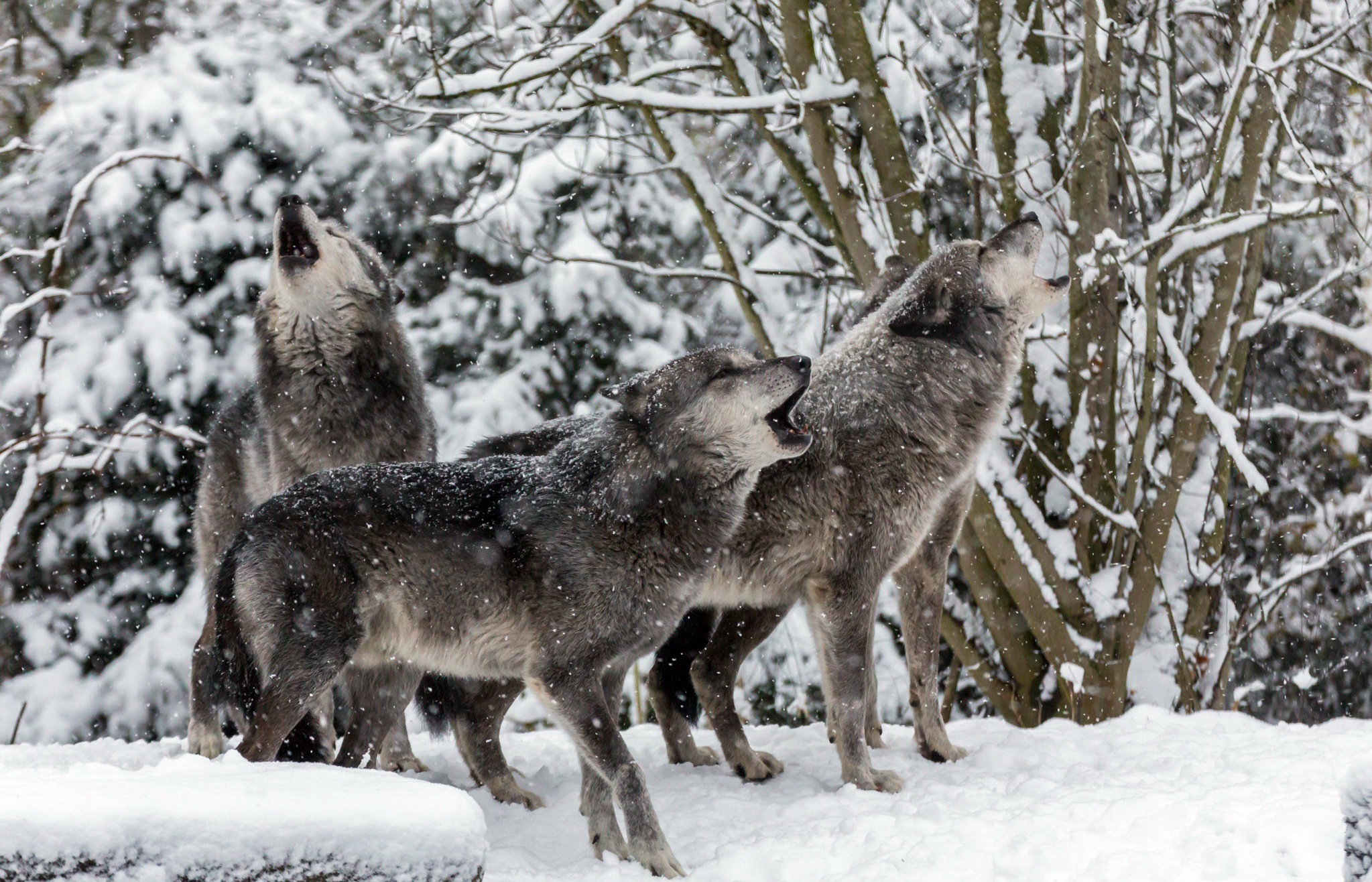 429329 télécharger l'image animaux, loup, hurlement, neiger, hiver, wolves - fonds d'écran et économiseurs d'écran gratuits