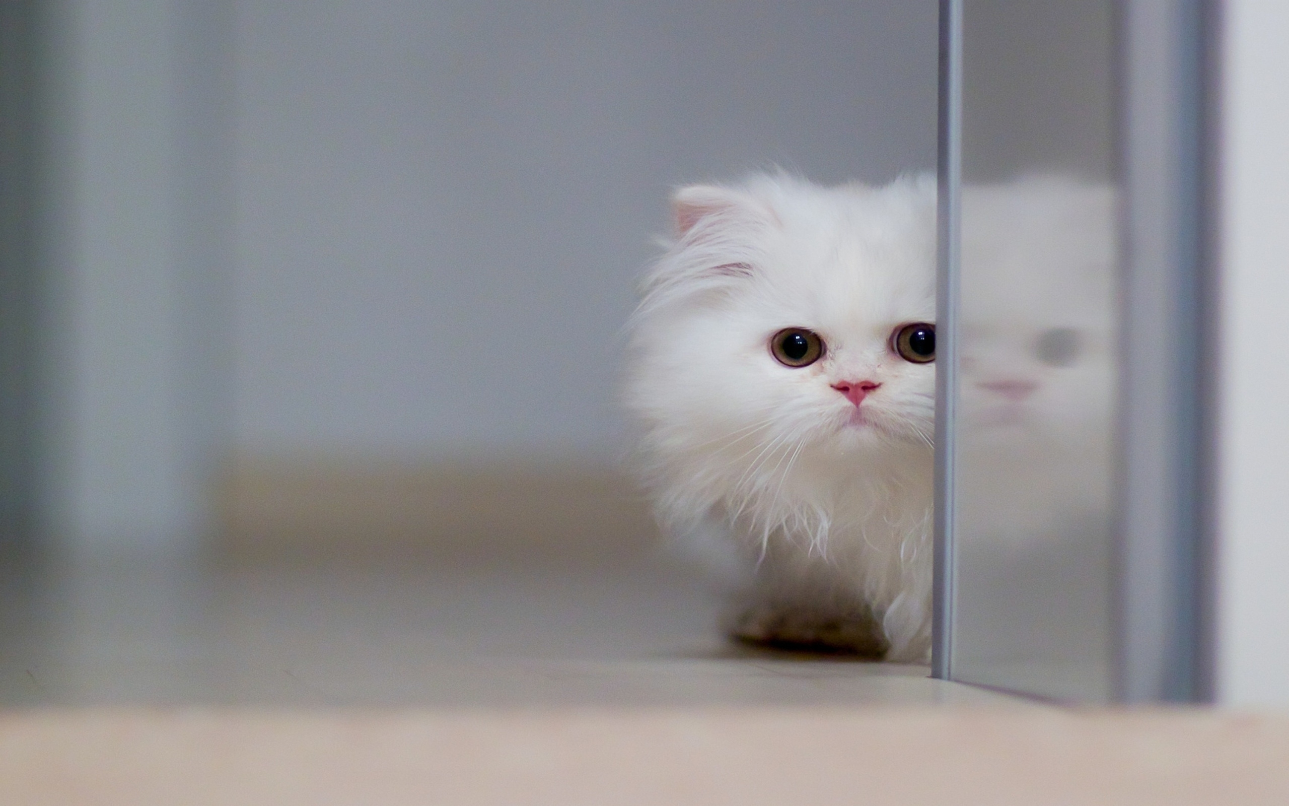 Die besten Persische Katze-Hintergründe für den Telefonbildschirm