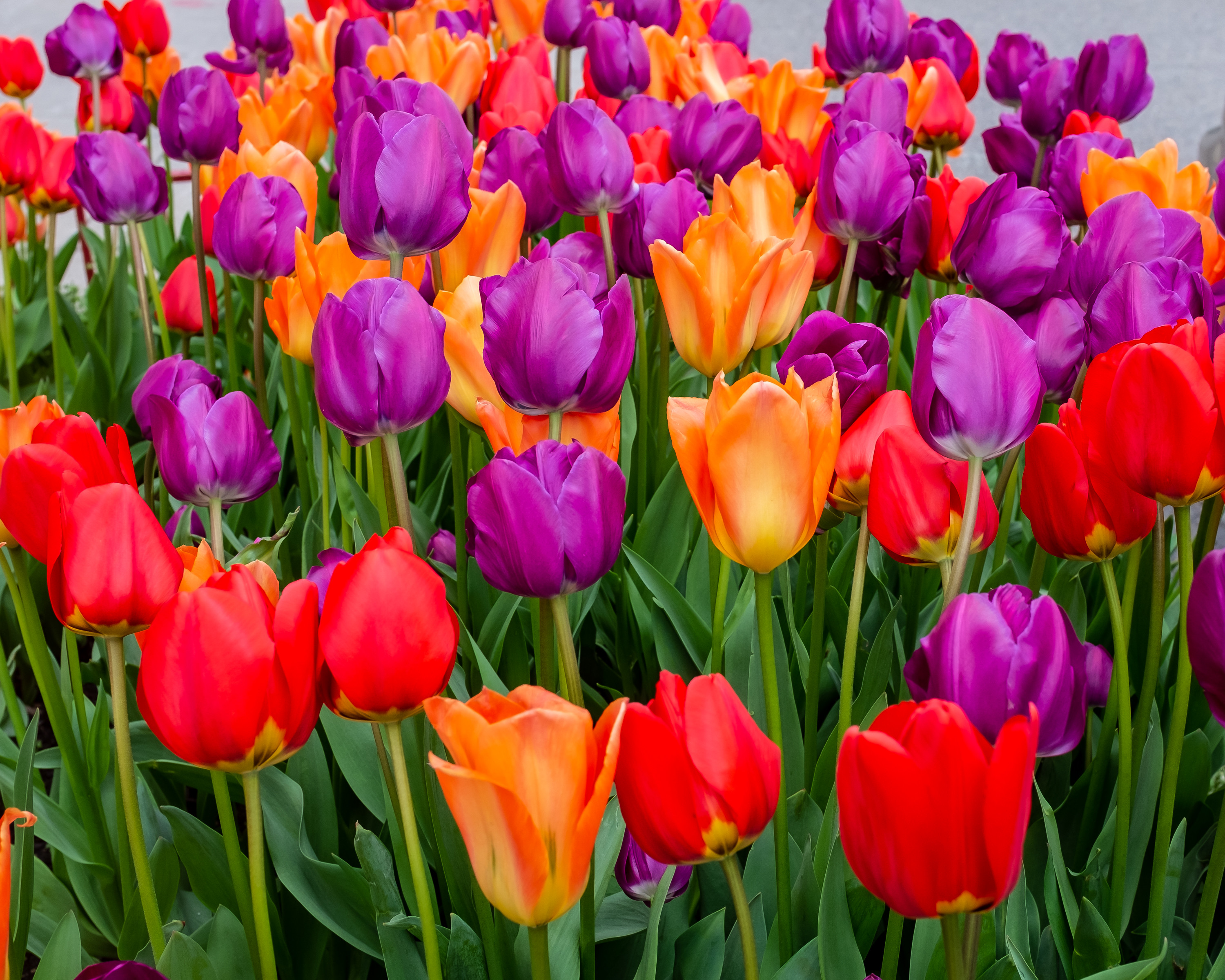 Free Tulips Wallpapers