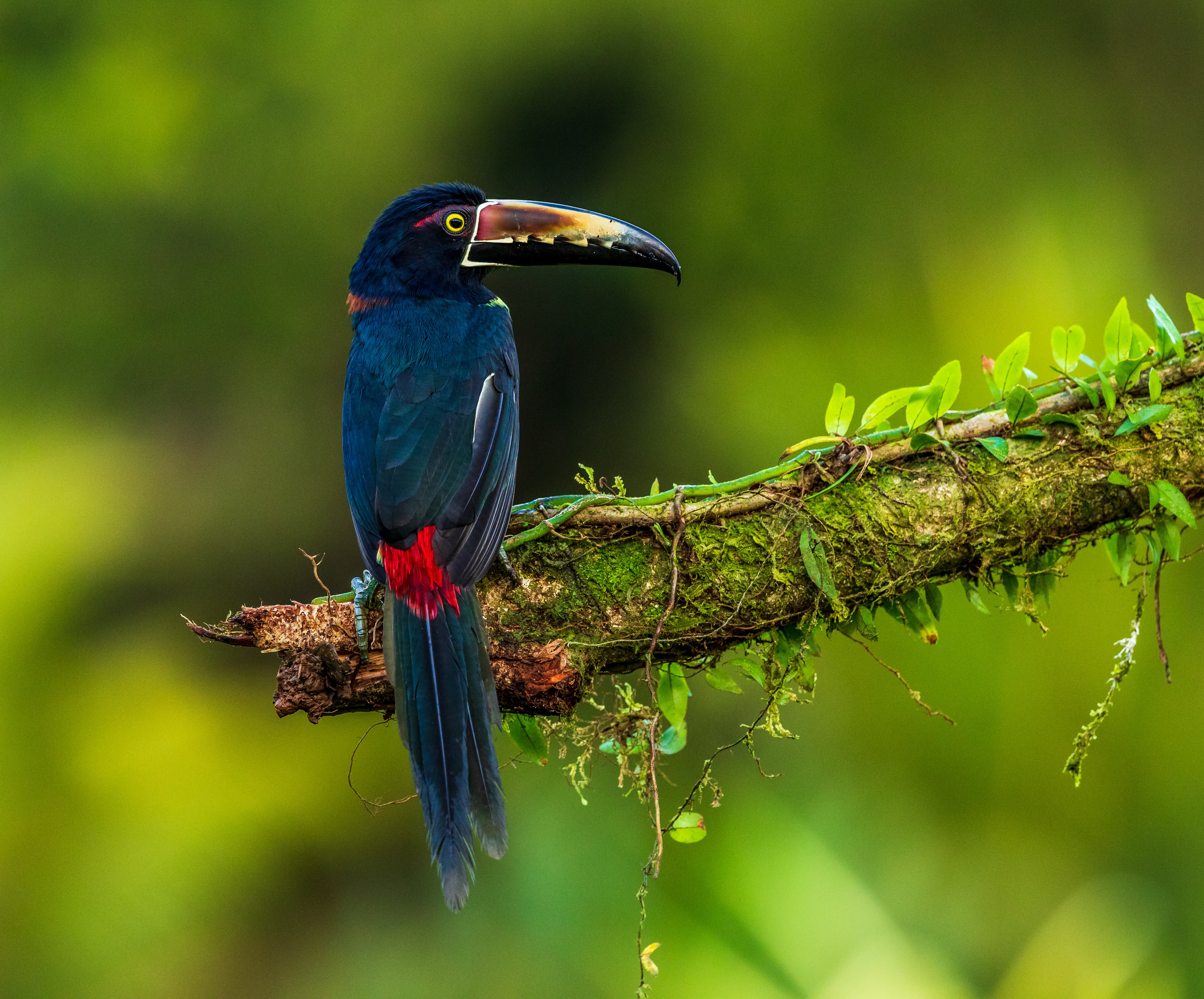 animal, toucan, bird, collared aracari, birds 2160p
