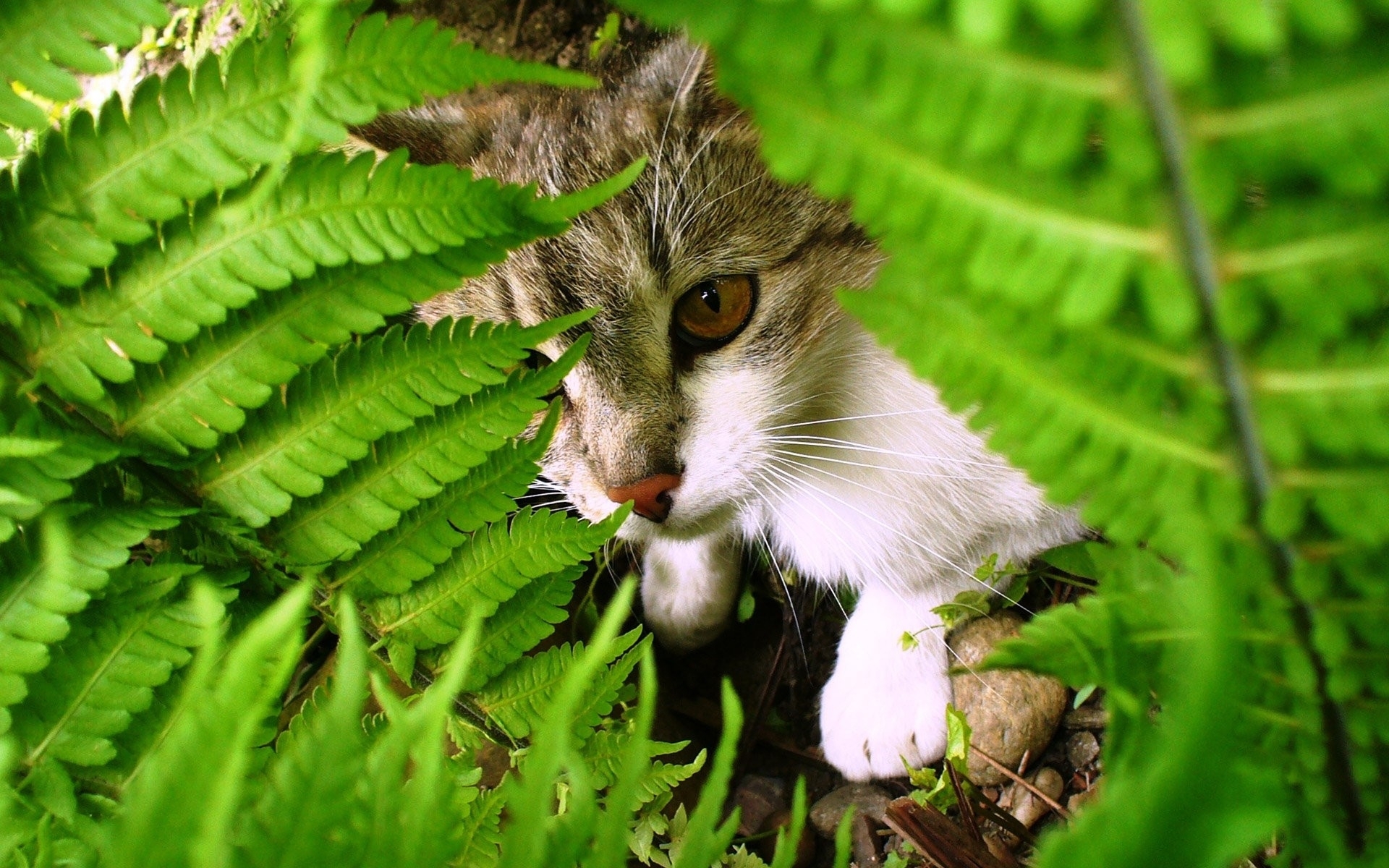 Download mobile wallpaper Cats, Animals for free.