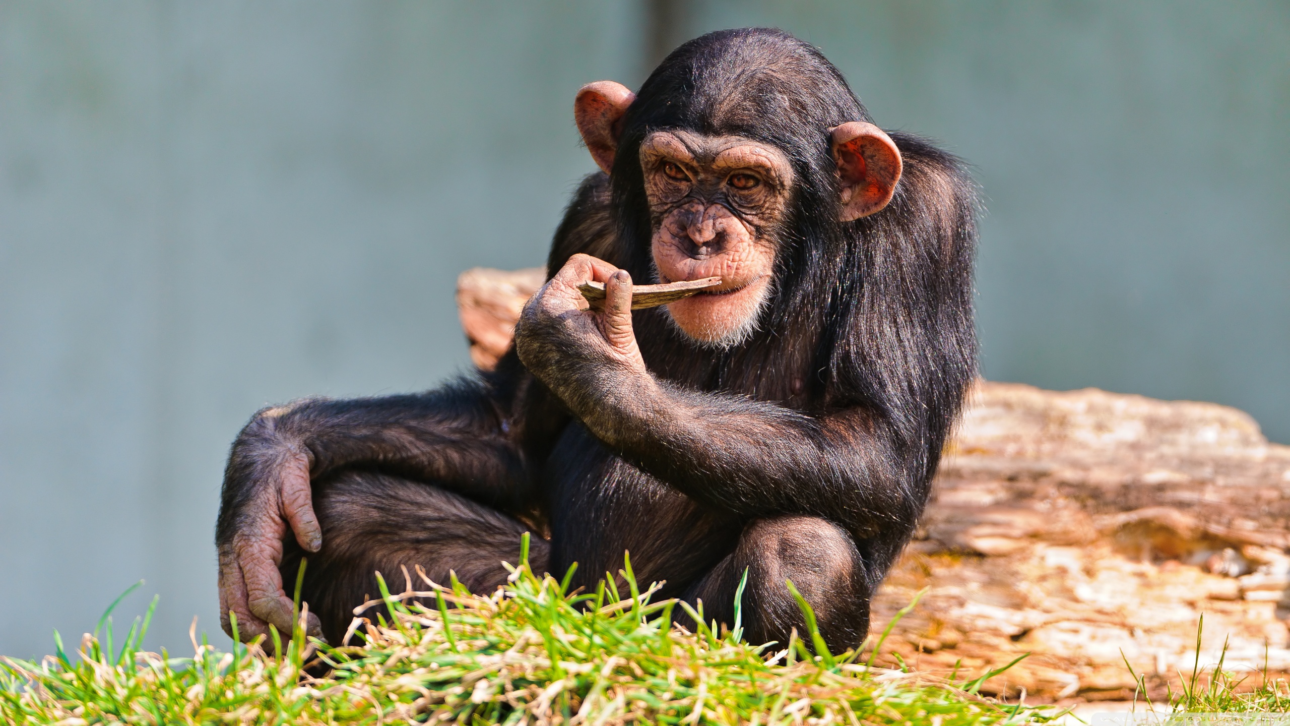 Альфа самец шимпанзе