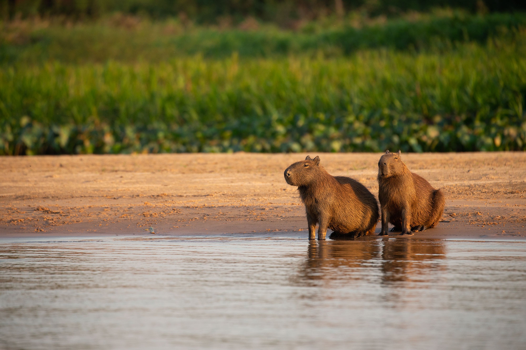 capybara, animal, rodent 5K