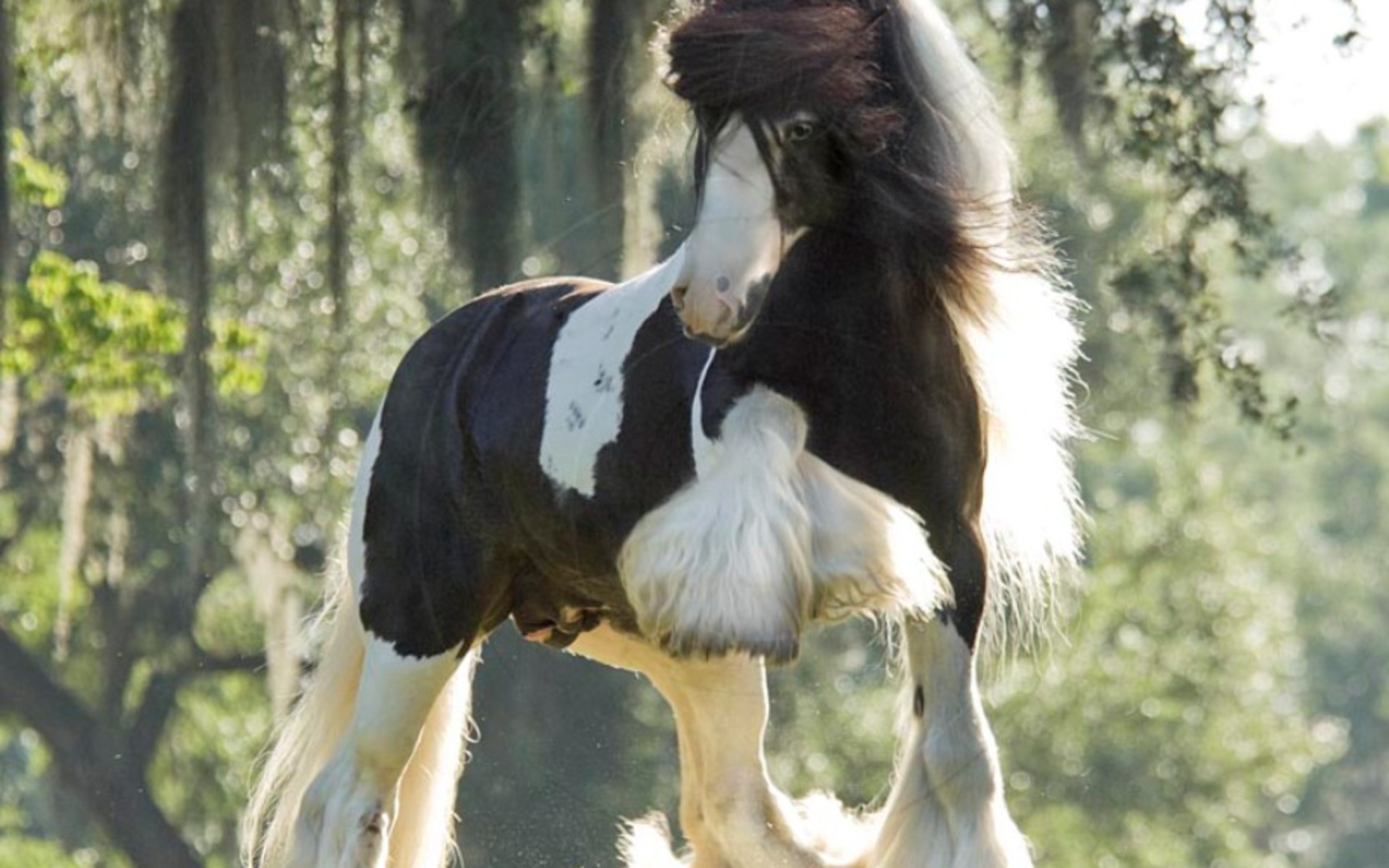 Цыганский Ваннер лошадь