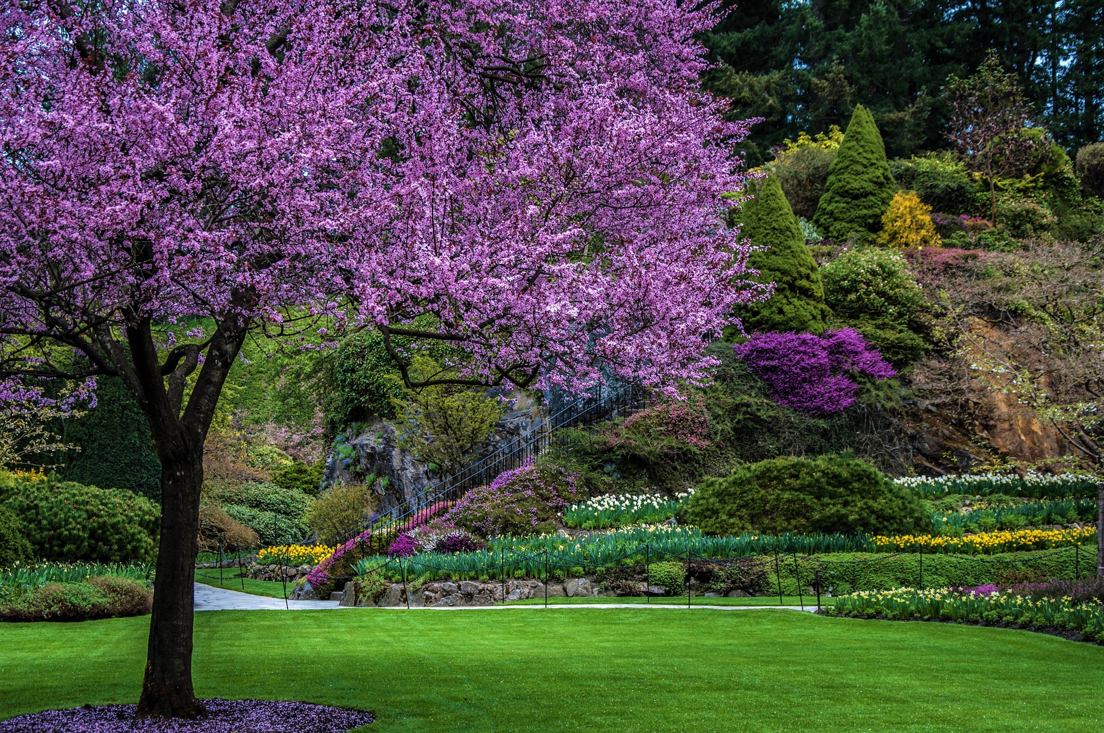 Free download wallpaper Flower, Park, Tree, Earth, Garden, Spring, Photography, Blossom, Purple Flower on your PC desktop