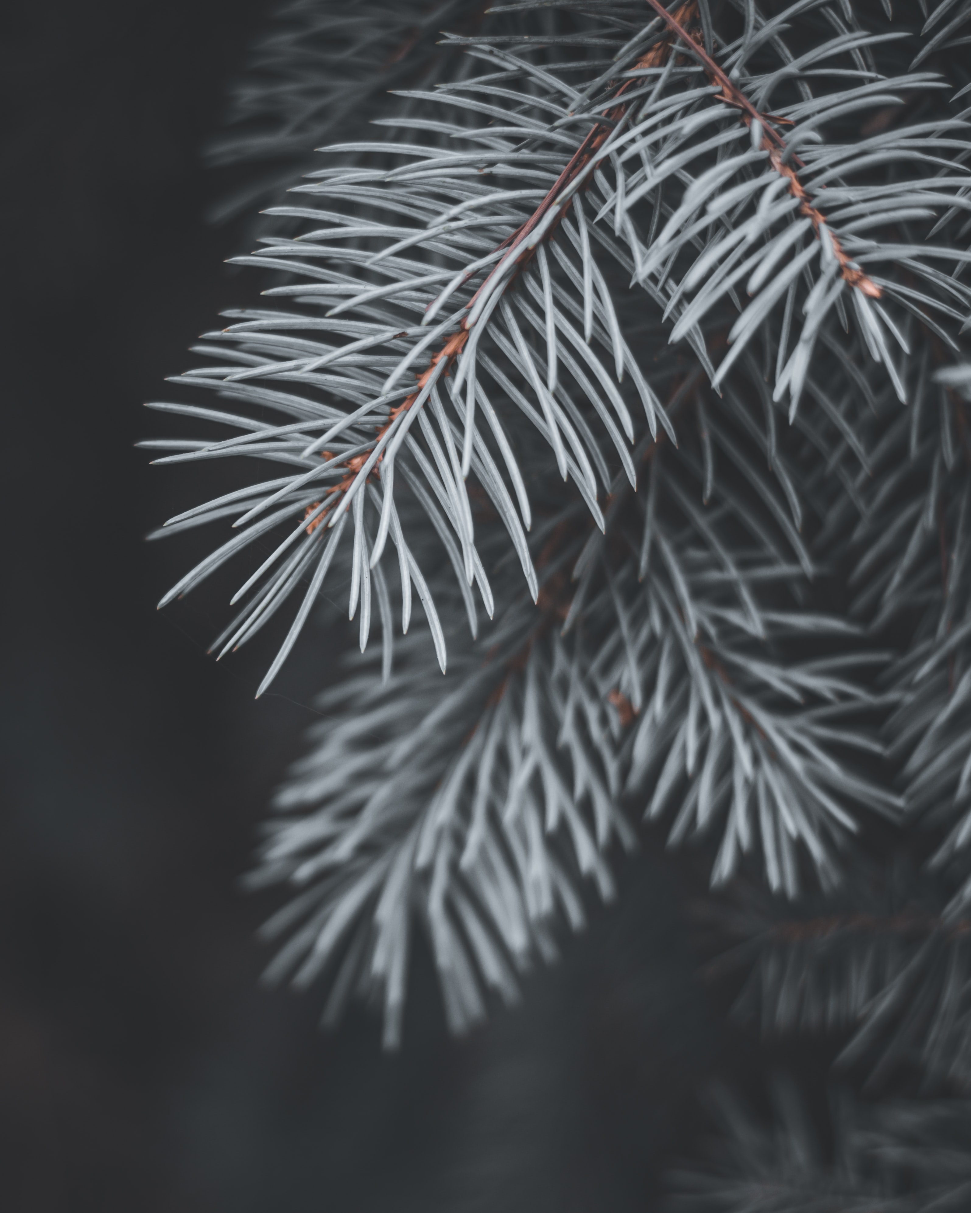Download mobile wallpaper Fir, Needles, Spruce, Macro, Branch, Plant for free.