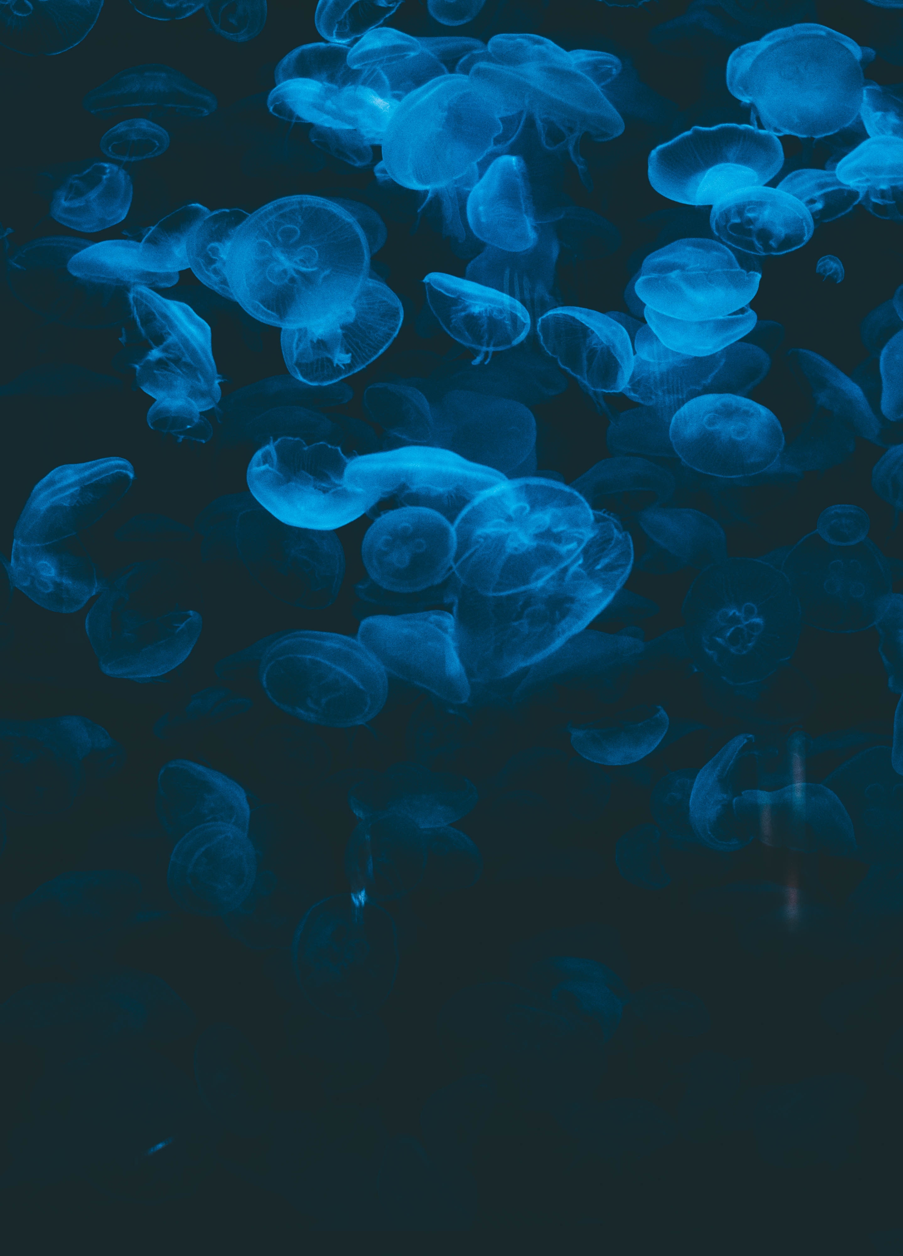 Free download wallpaper Animals, Dark, Transparent, Underwater, Jellyfish, Under Water on your PC desktop