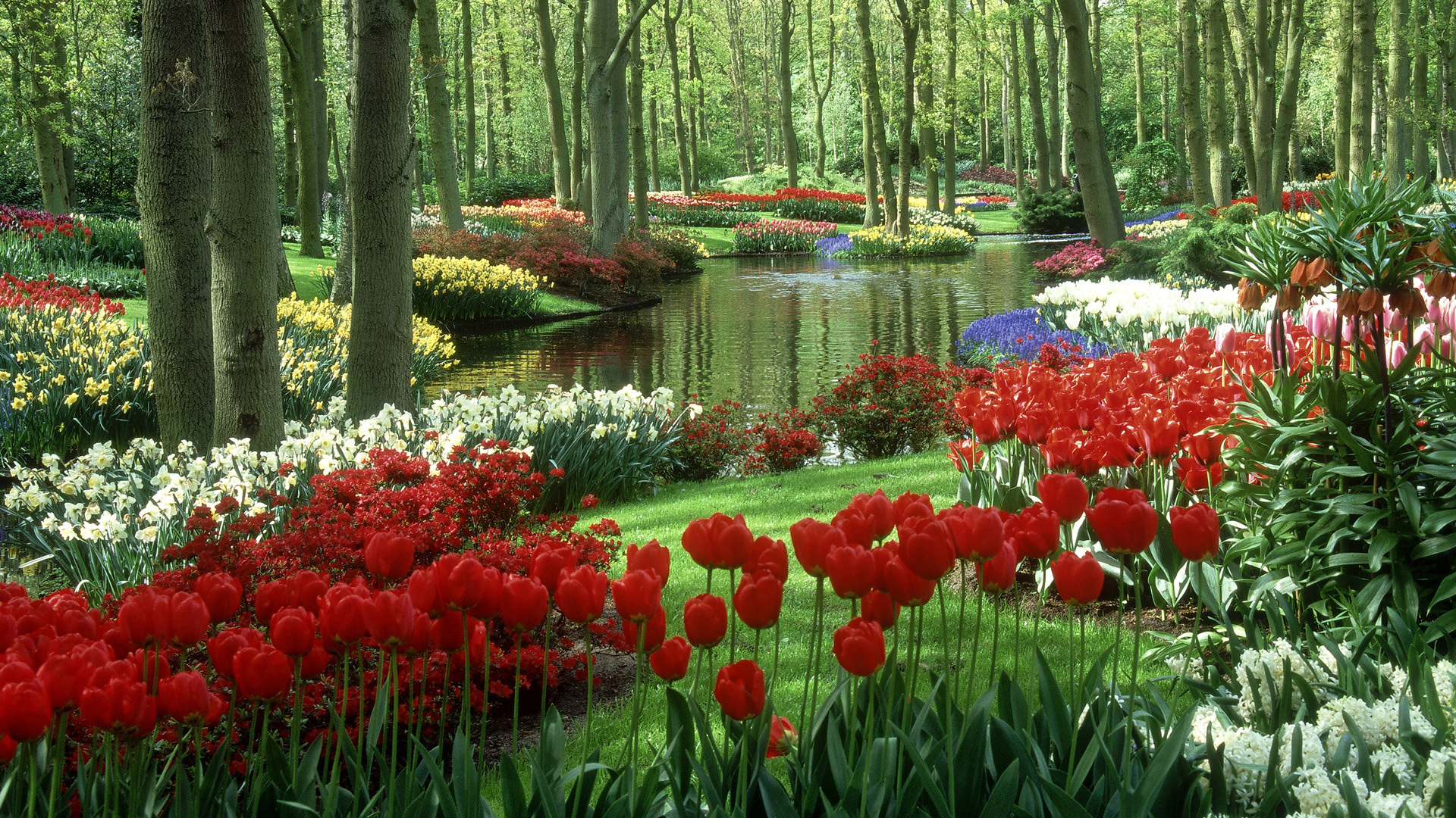 spring, tulip, water, man made, garden