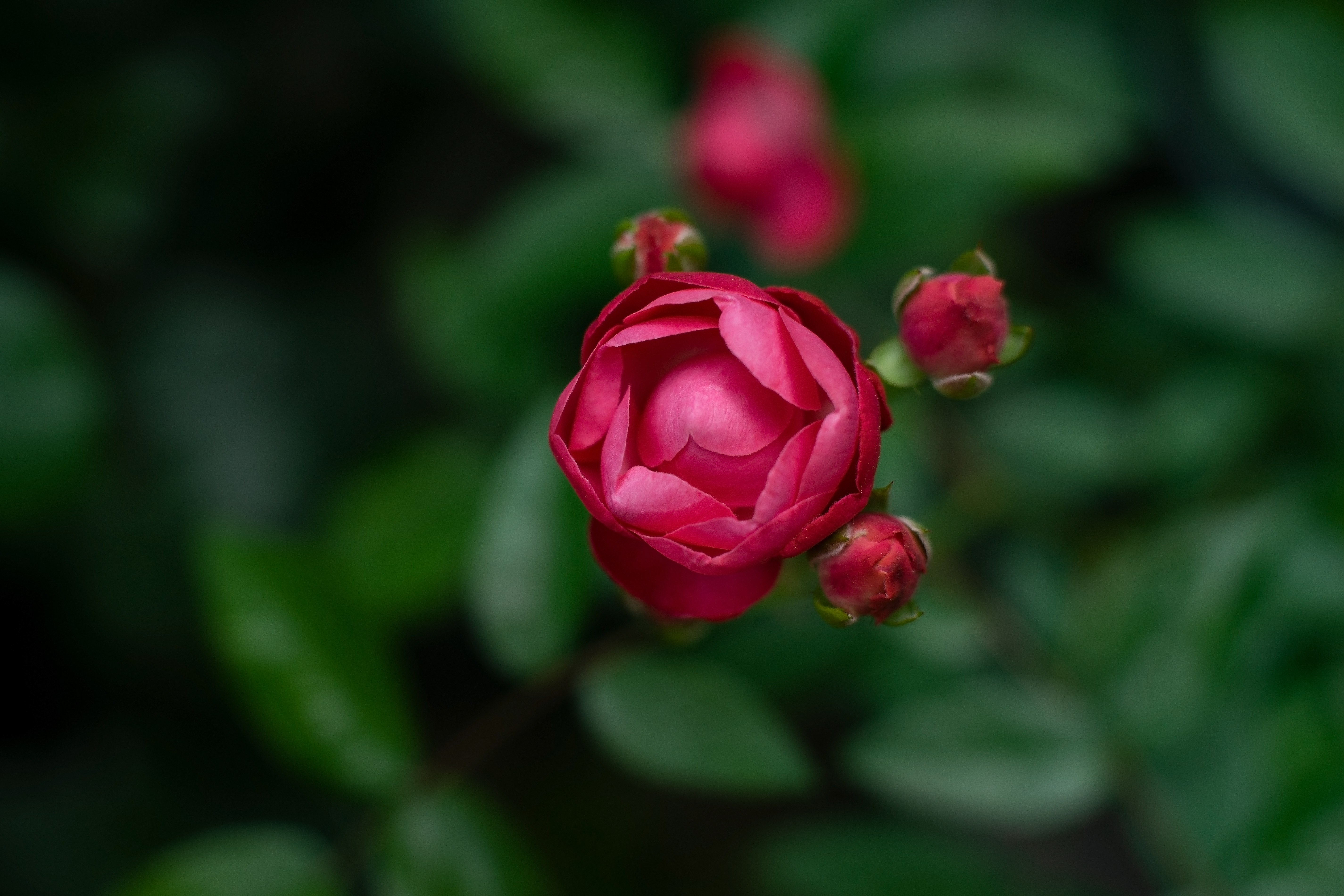 Download mobile wallpaper Bud, Smooth, Flowers, Rose Flower, Rose, Blur for free.