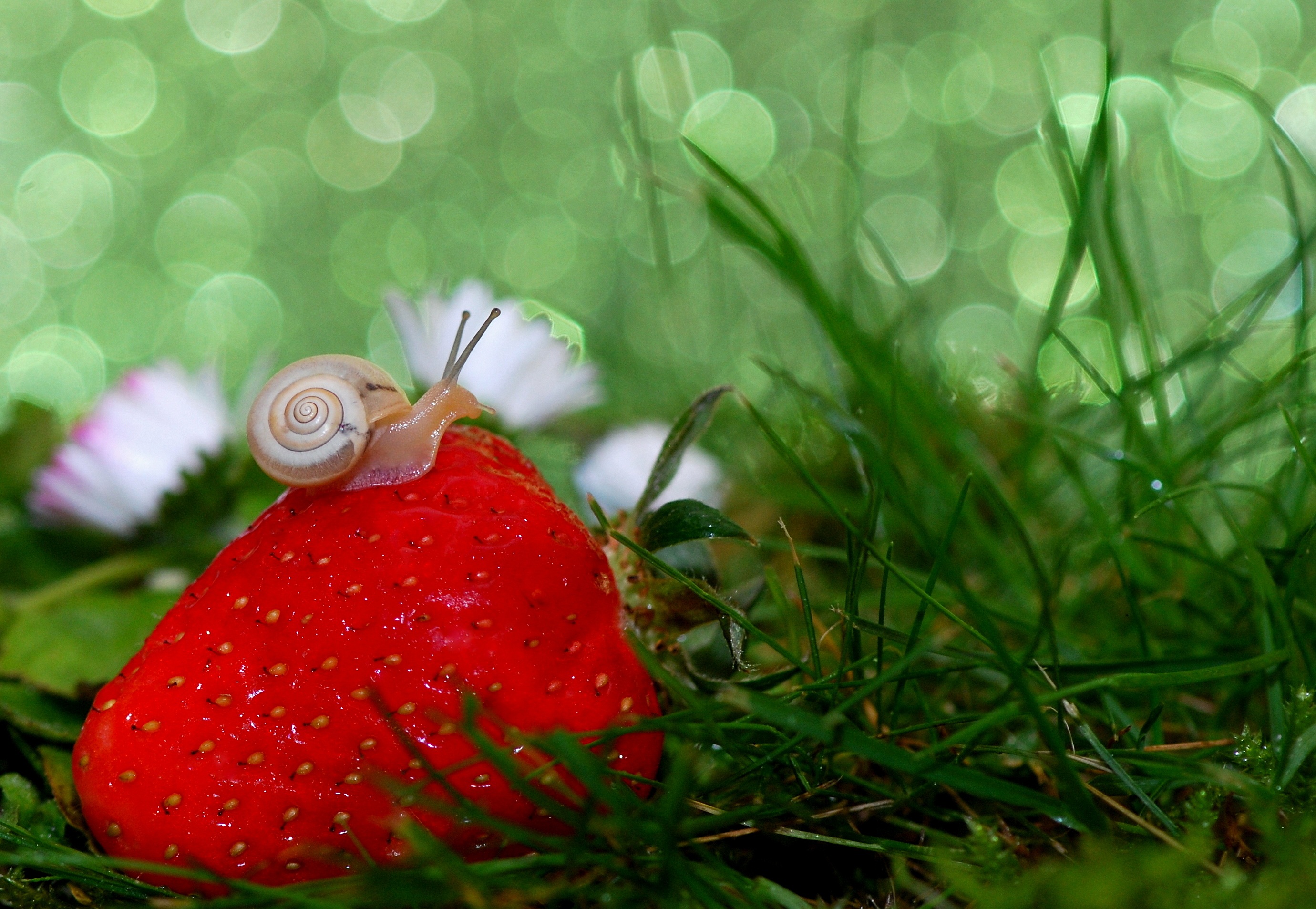 Download mobile wallpaper Grass, Snail, Macro, Strawberry for free.