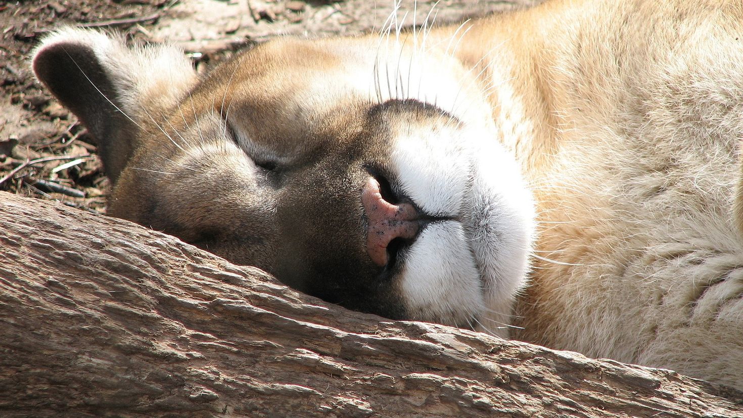 Животные чуть чуть. Больная Пума. Смешные спящие Дикие животные. Puma Sleep Stream.
